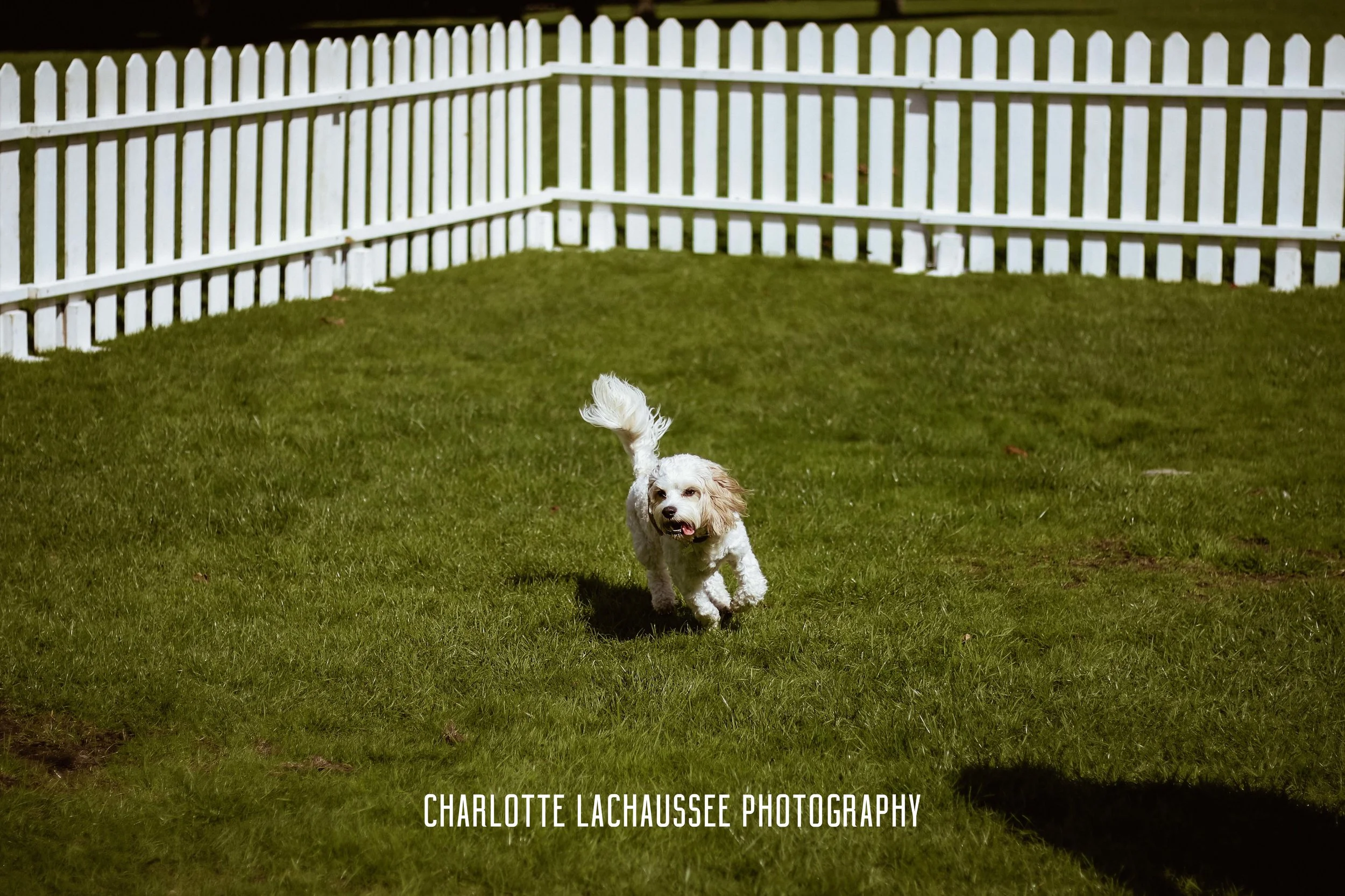 THEDOGGIEDOCHARLOTTE (23 of 152).jpg