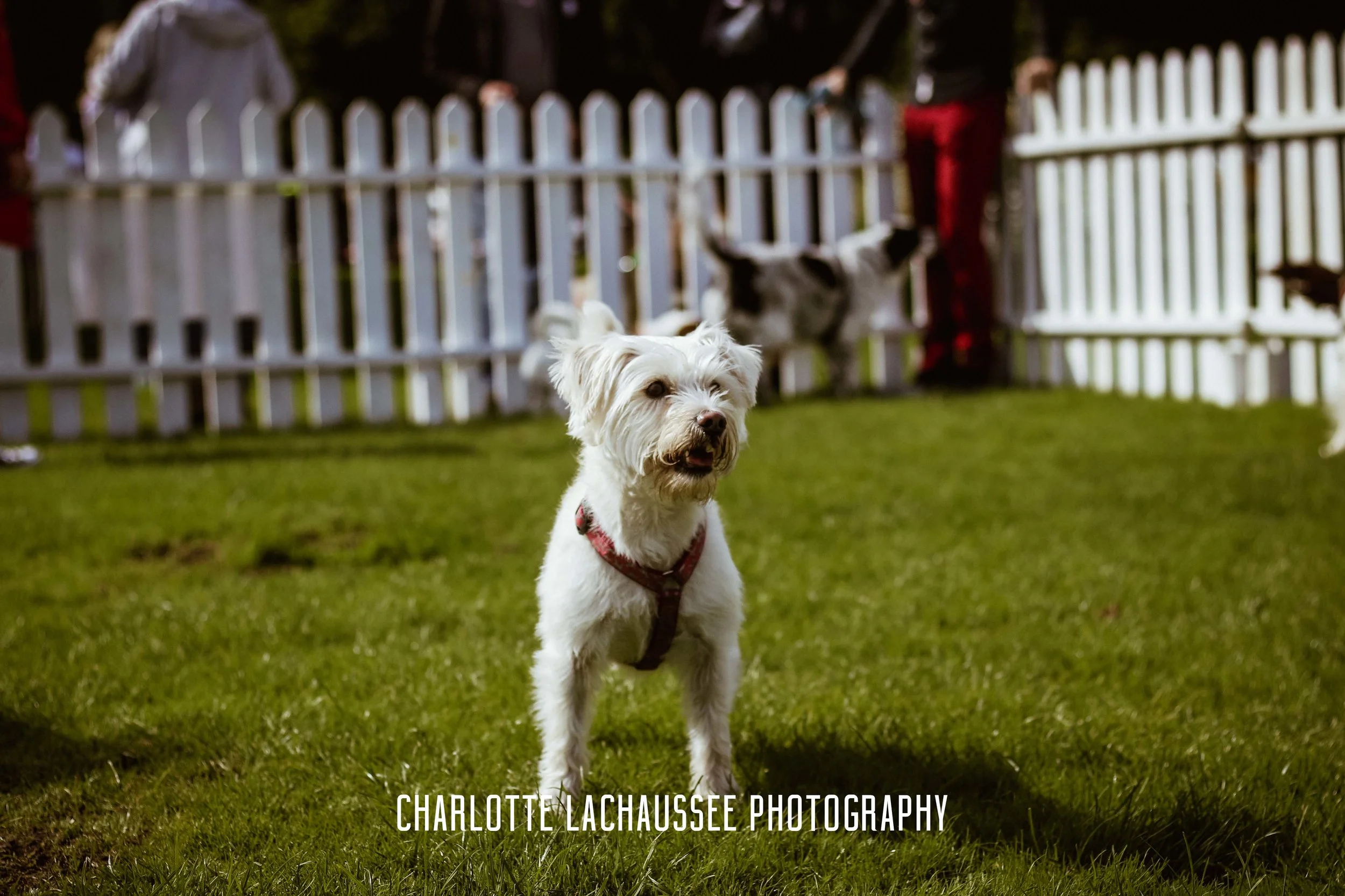 THEDOGGIEDOCHARLOTTE (25 of 152).jpg