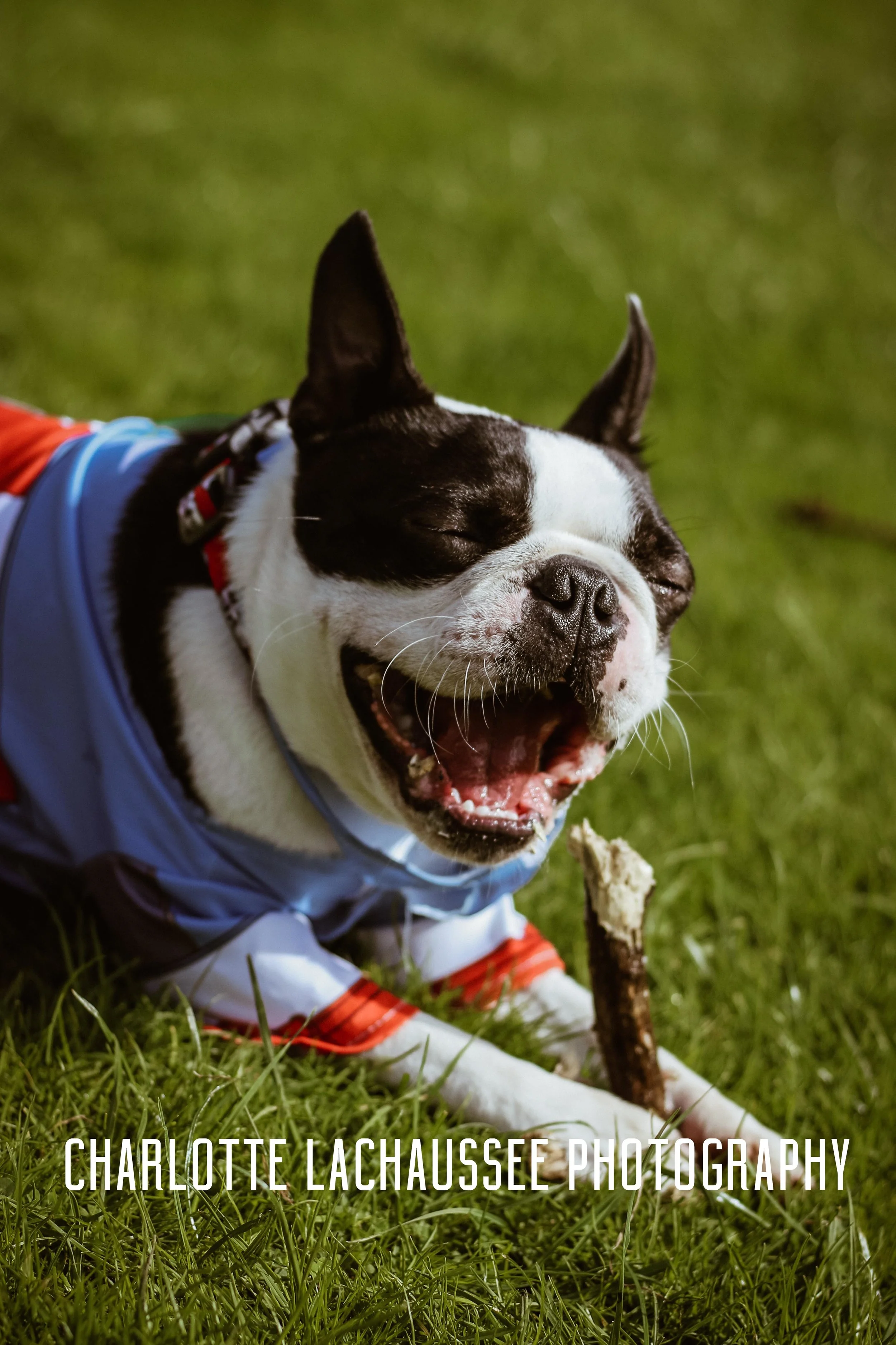 THEDOGGIEDOCHARLOTTE (26 of 152).jpg