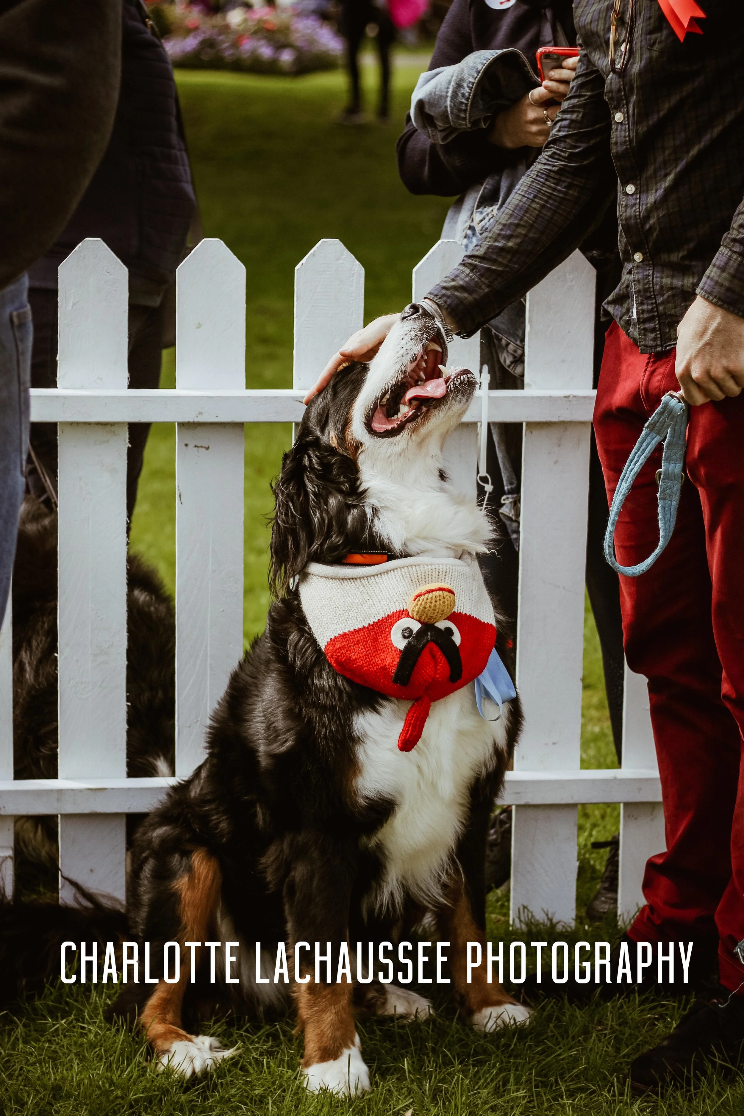 THEDOGGIEDOCHARLOTTE (29 of 152).jpg