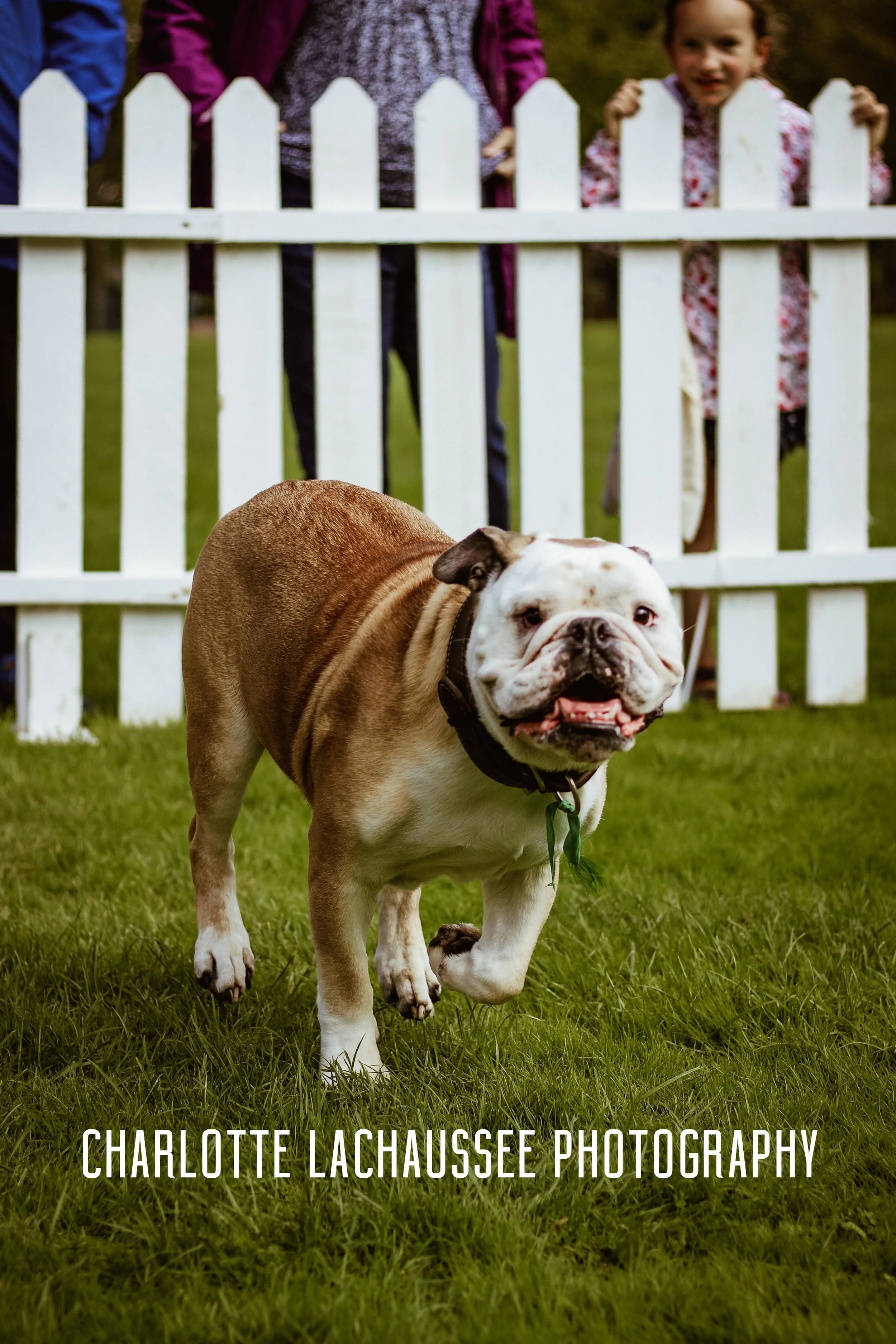 THEDOGGIEDOCHARLOTTE (30 of 152).jpg