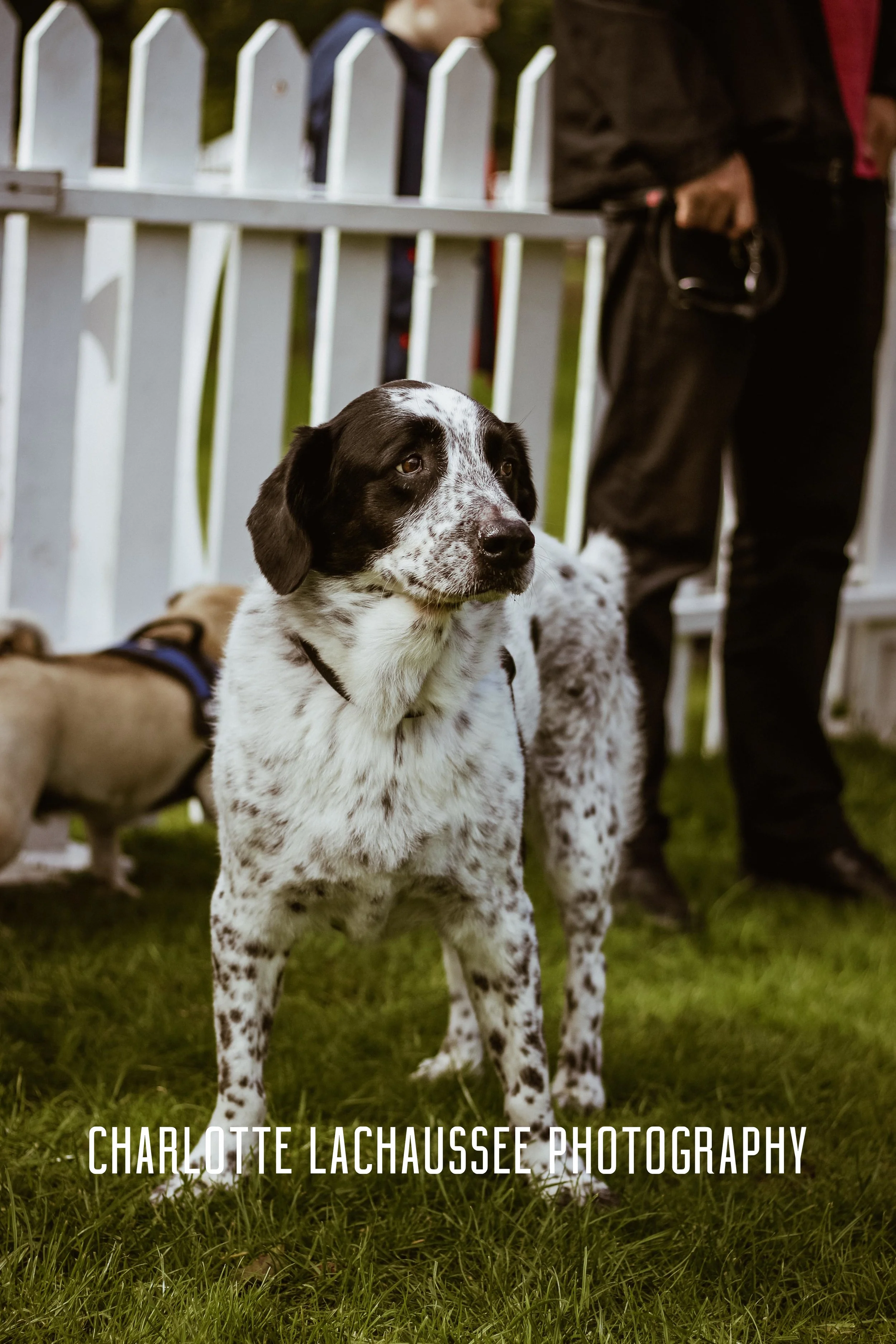 THEDOGGIEDOCHARLOTTE (31 of 152).jpg