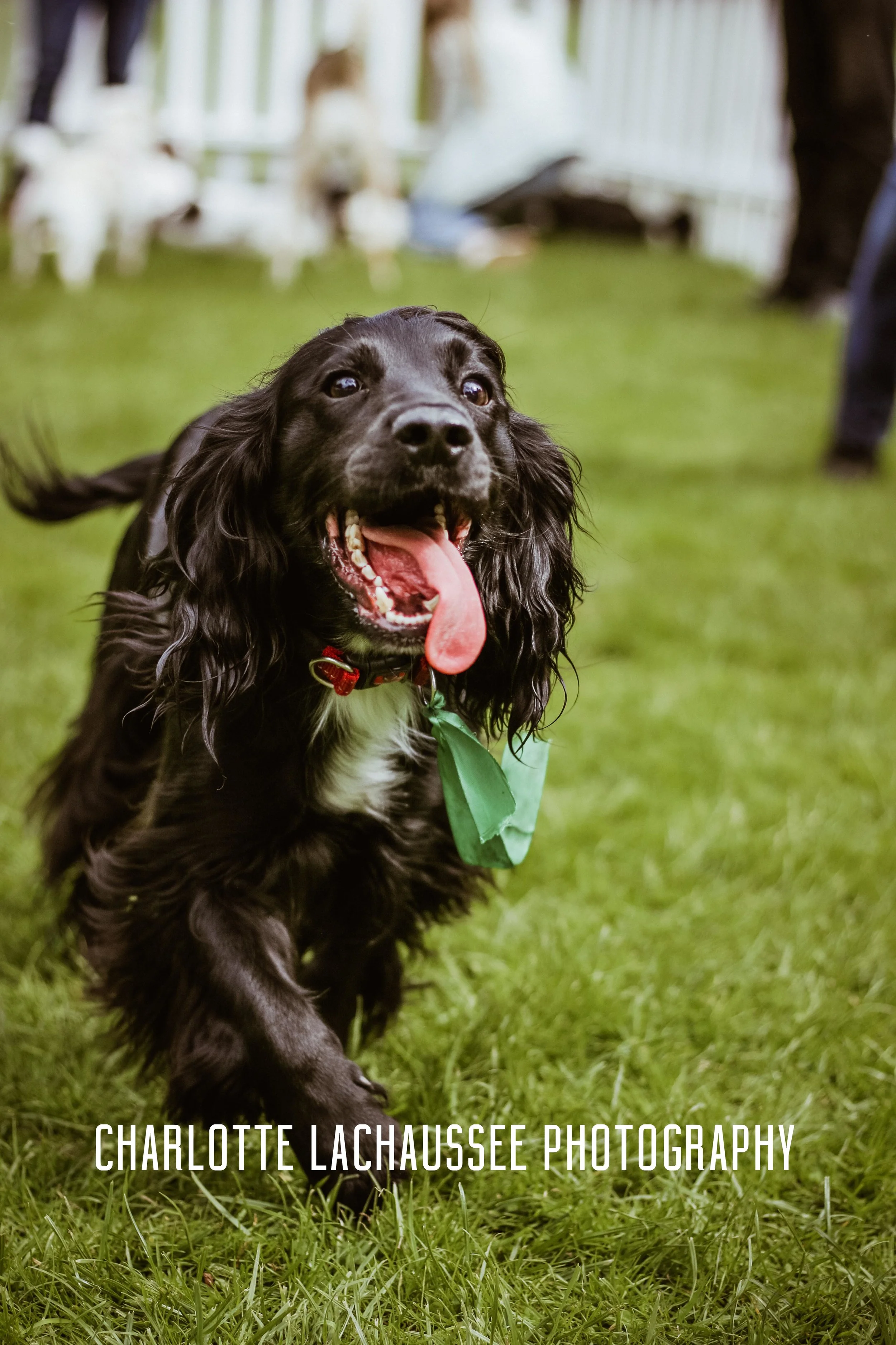 THEDOGGIEDOCHARLOTTE (34 of 152).jpg