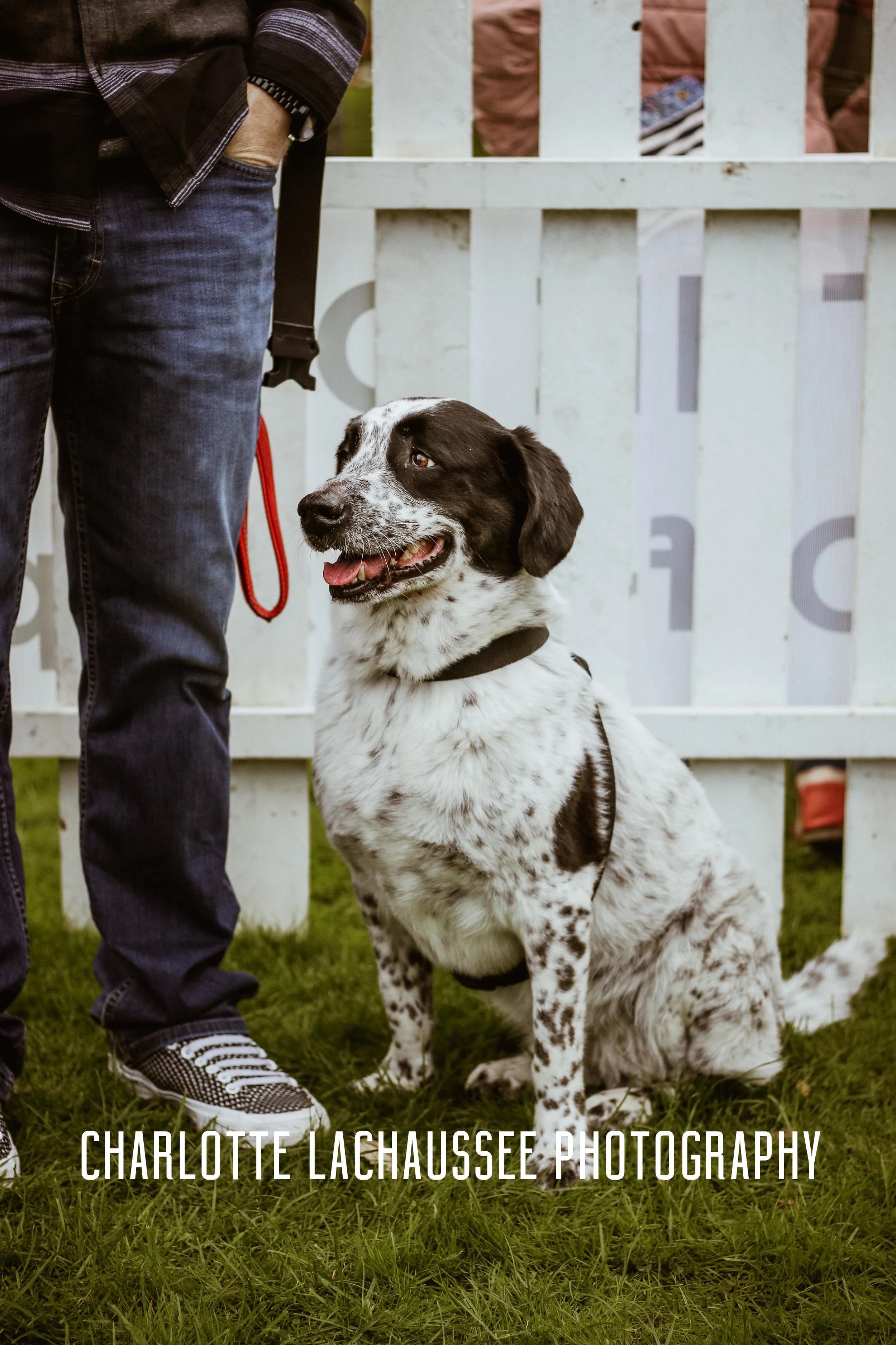 THEDOGGIEDOCHARLOTTE (36 of 152).jpg