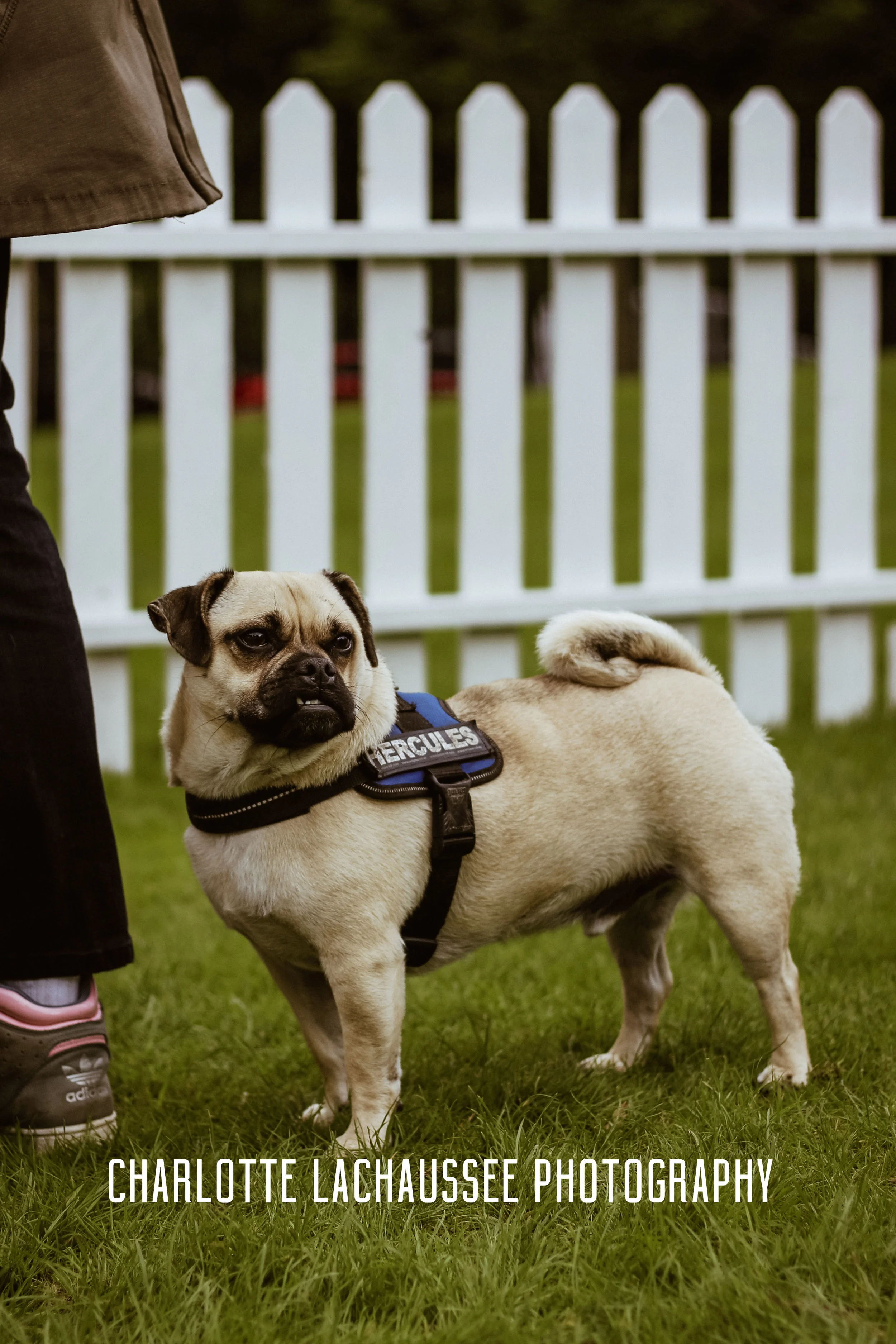 THEDOGGIEDOCHARLOTTE (37 of 152).jpg