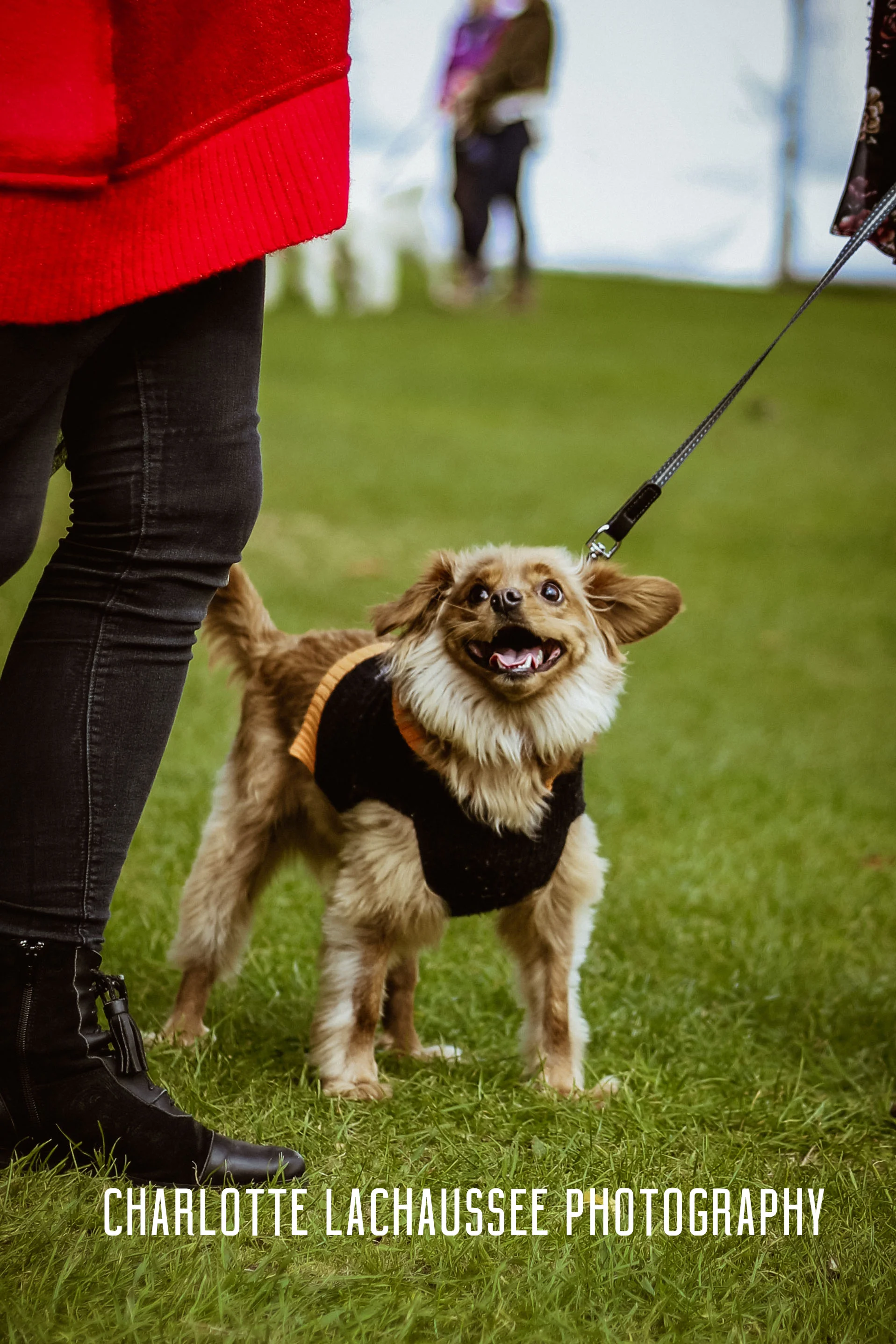 THEDOGGIEDOCHARLOTTE (42 of 152).jpg