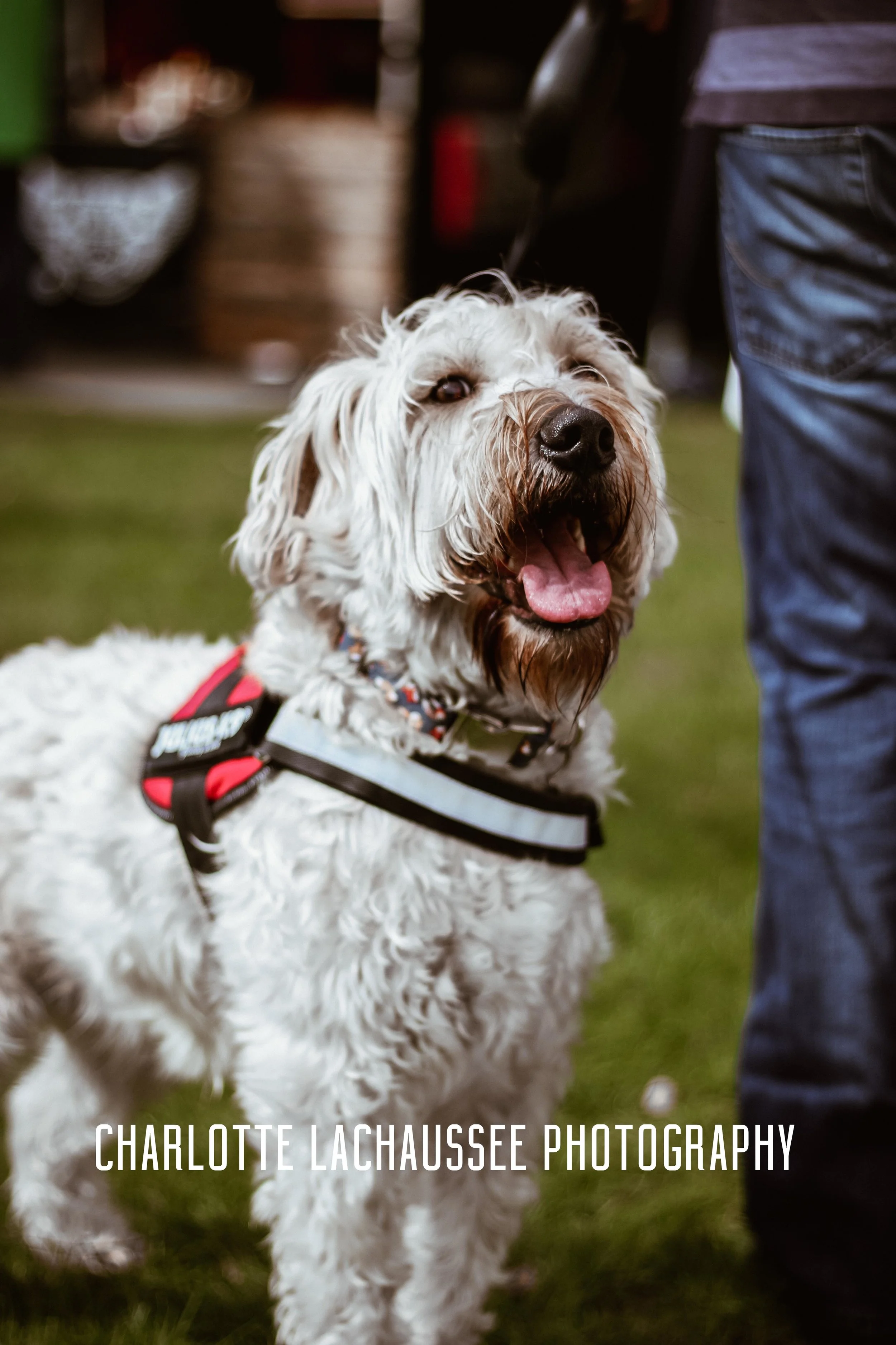 THEDOGGIEDOCHARLOTTE (45 of 152).jpg