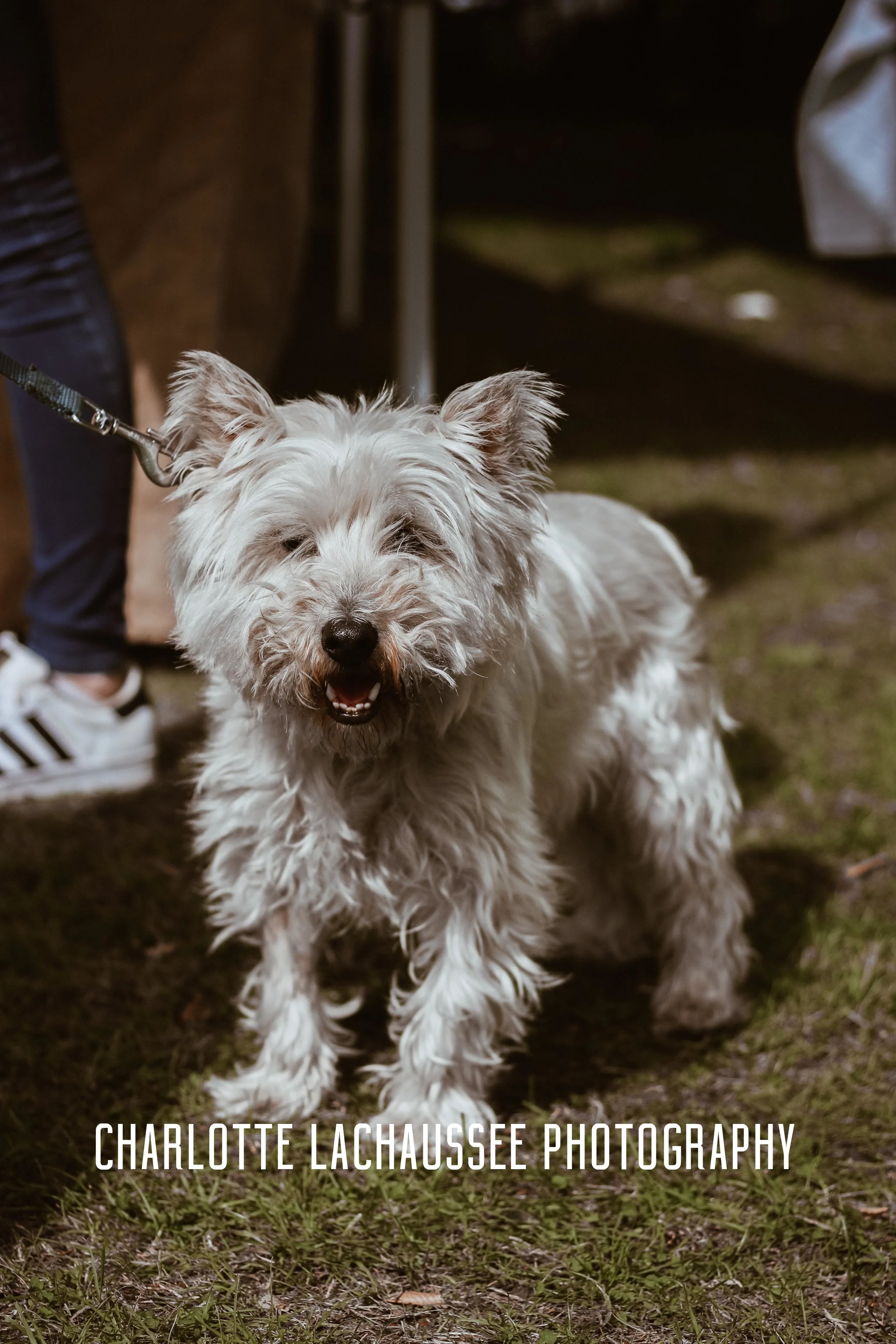 THEDOGGIEDOCHARLOTTE (46 of 152).jpg
