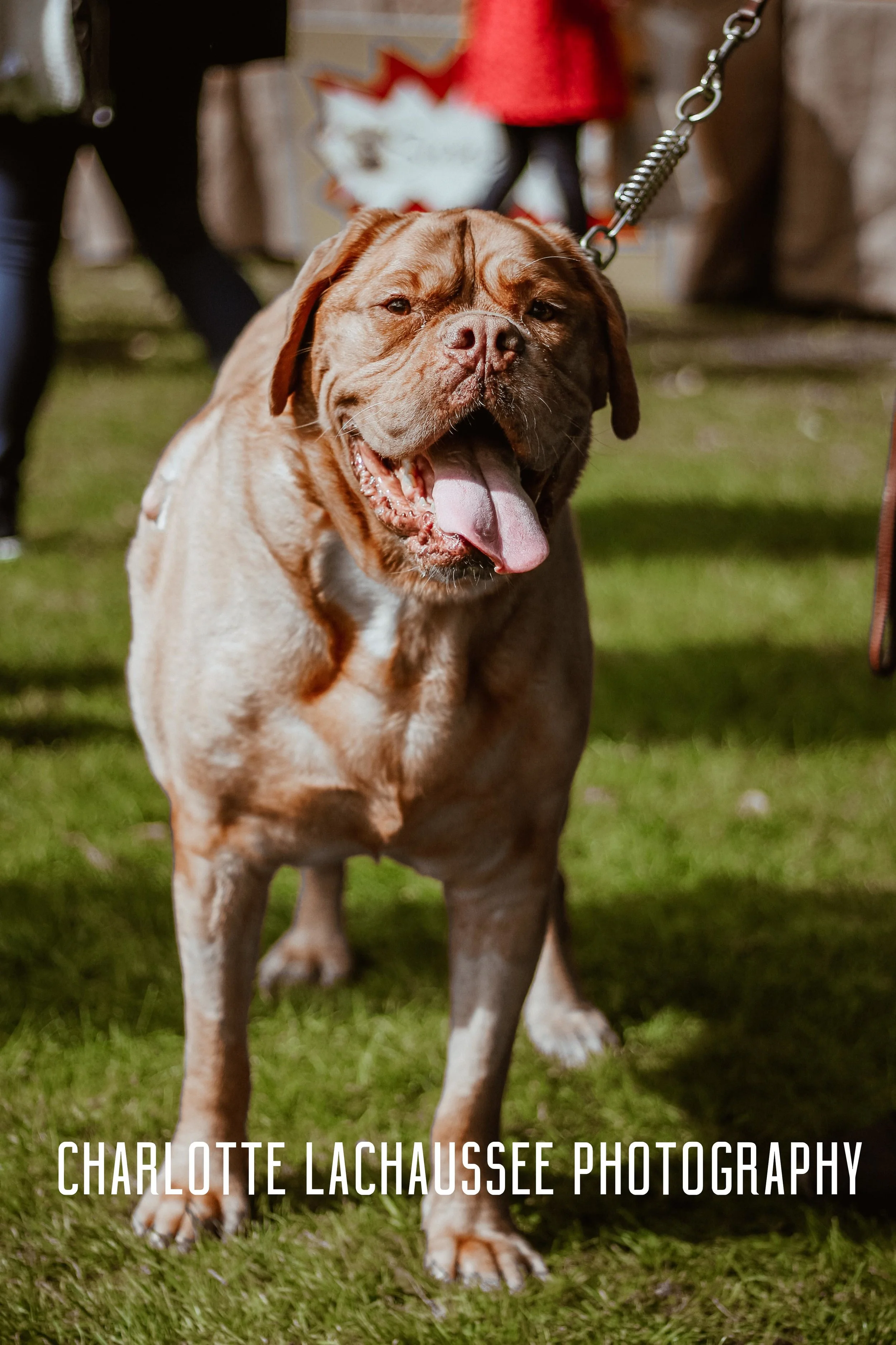 THEDOGGIEDOCHARLOTTE (63 of 152).jpg