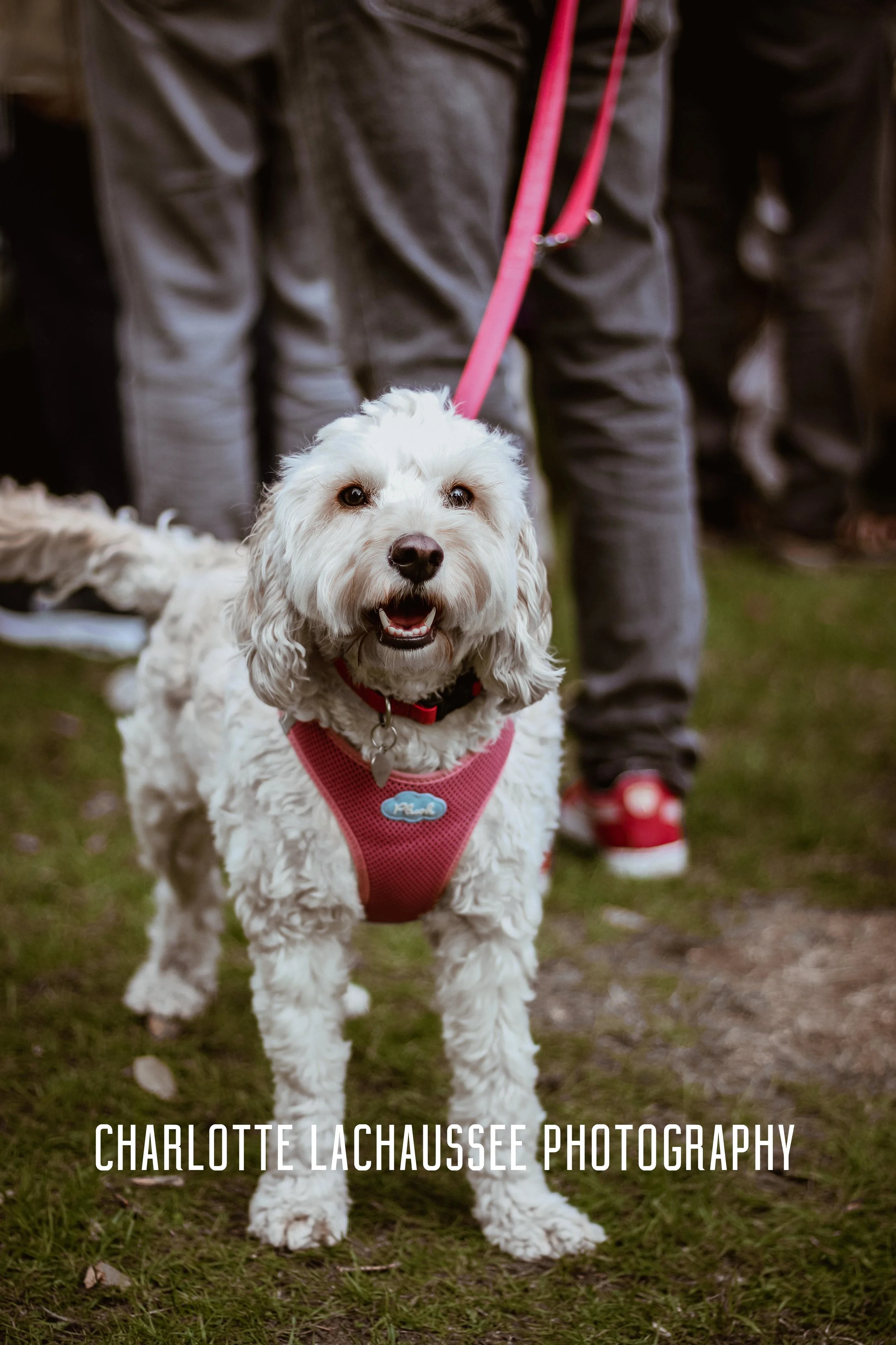 THEDOGGIEDOCHARLOTTE (69 of 152).jpg