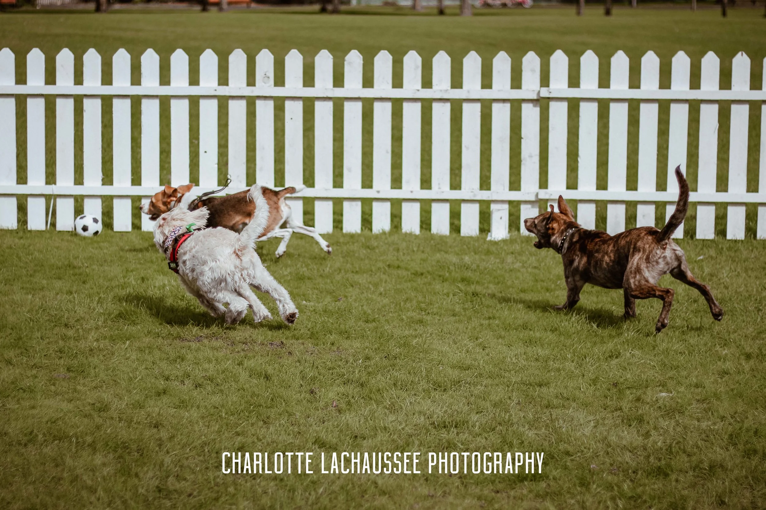 THEDOGGIEDOCHARLOTTE (75 of 152).jpg