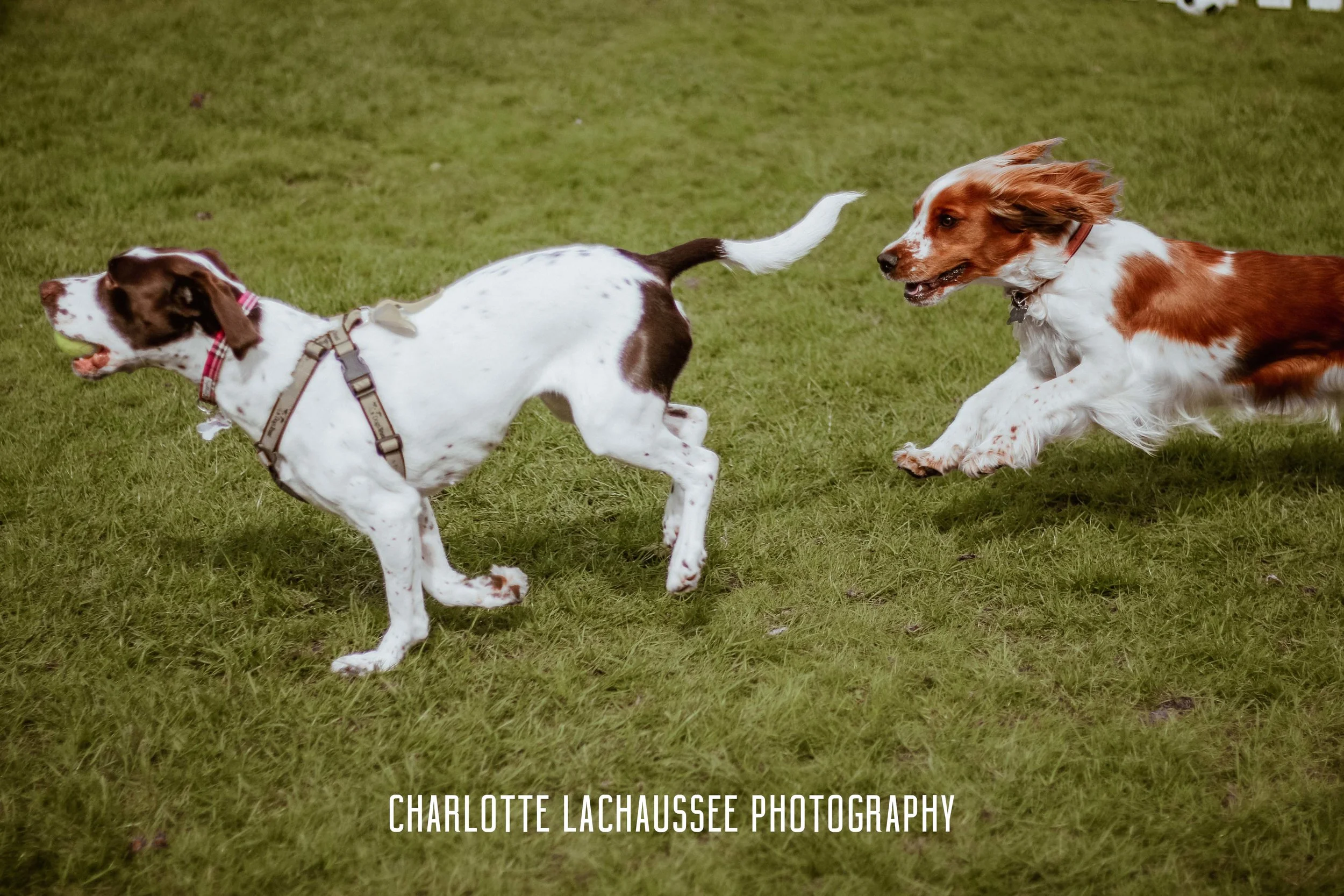 THEDOGGIEDOCHARLOTTE (79 of 152).jpg