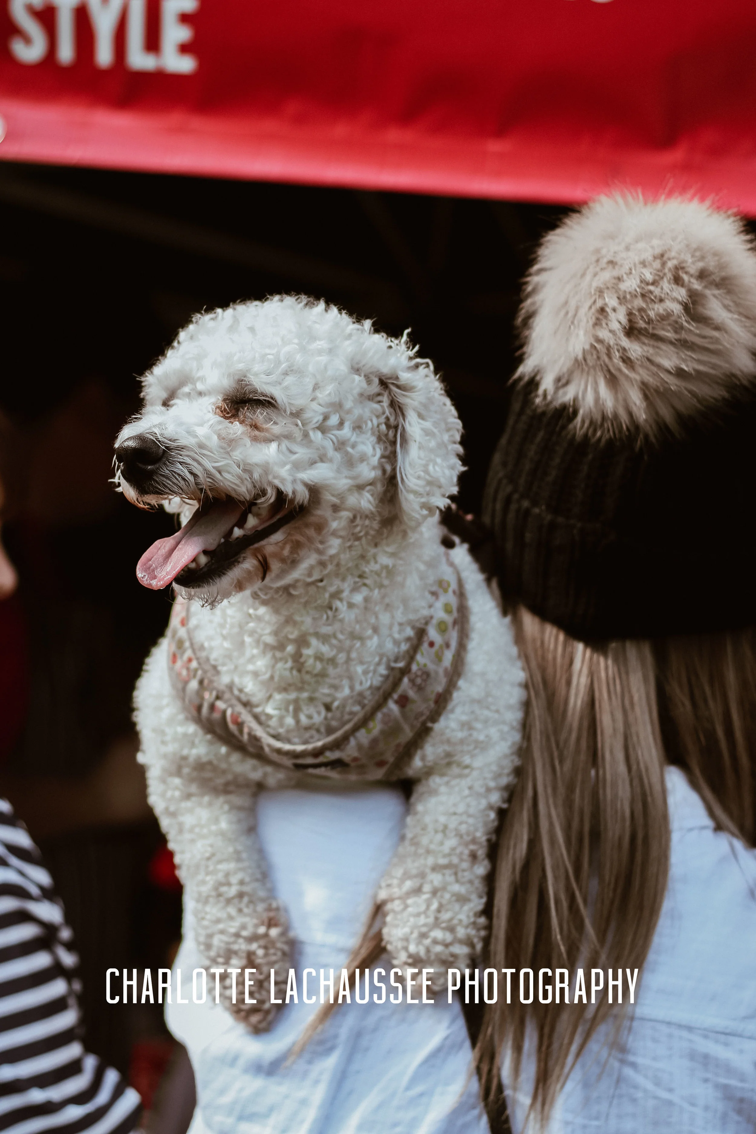 THEDOGGIEDOCHARLOTTE (105 of 152) copy.jpg