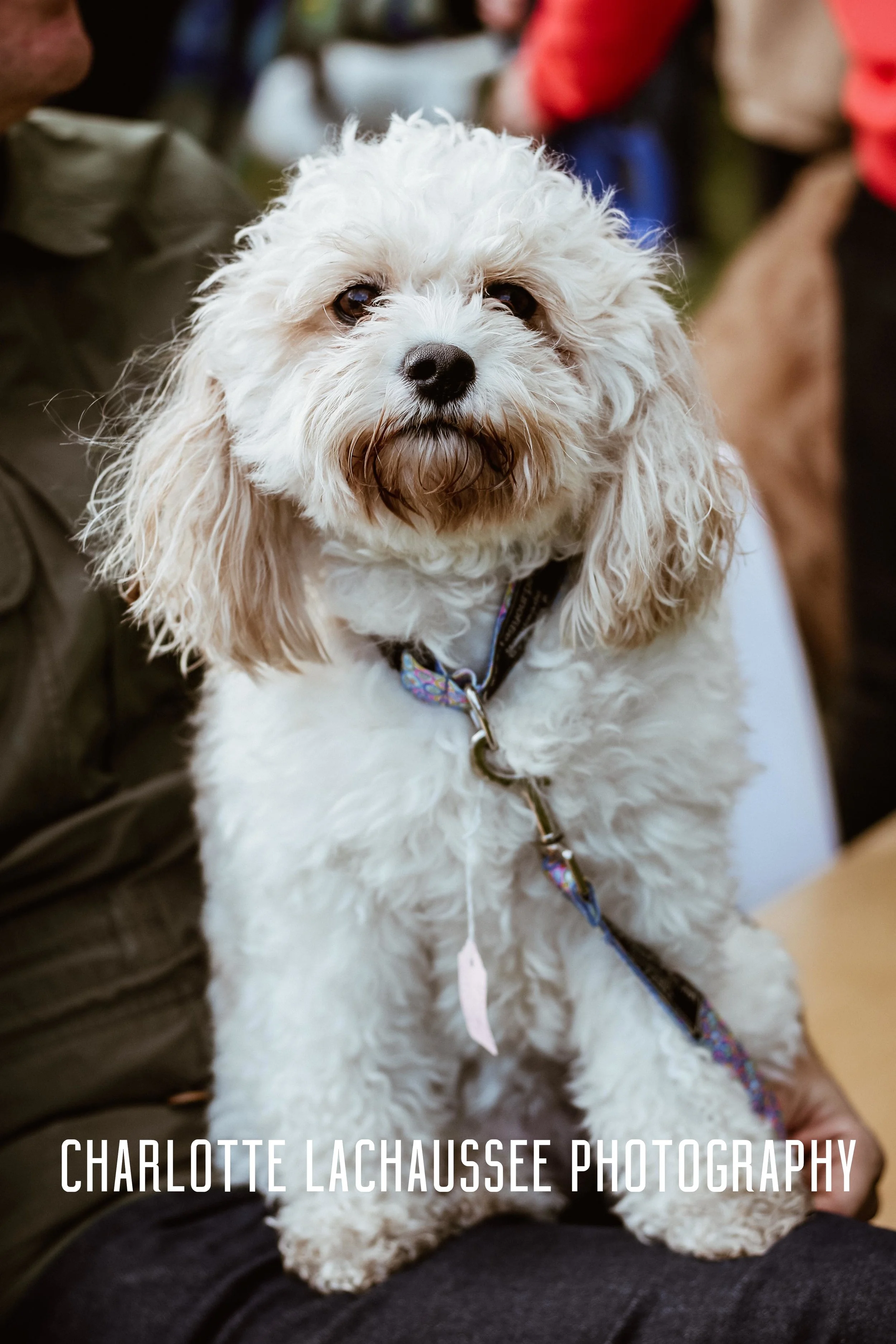 THEDOGGIEDOCHARLOTTE (122 of 152).jpg