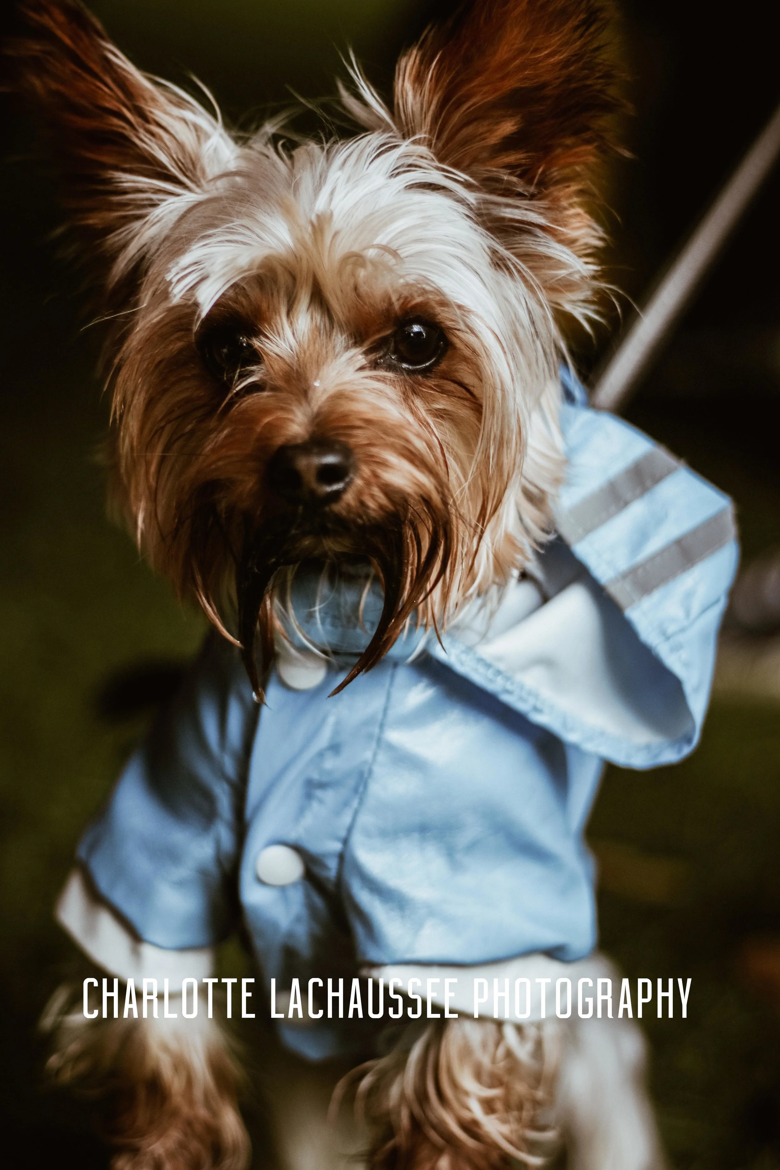 THEDOGGIEDOCHARLOTTE (125 of 152).jpg