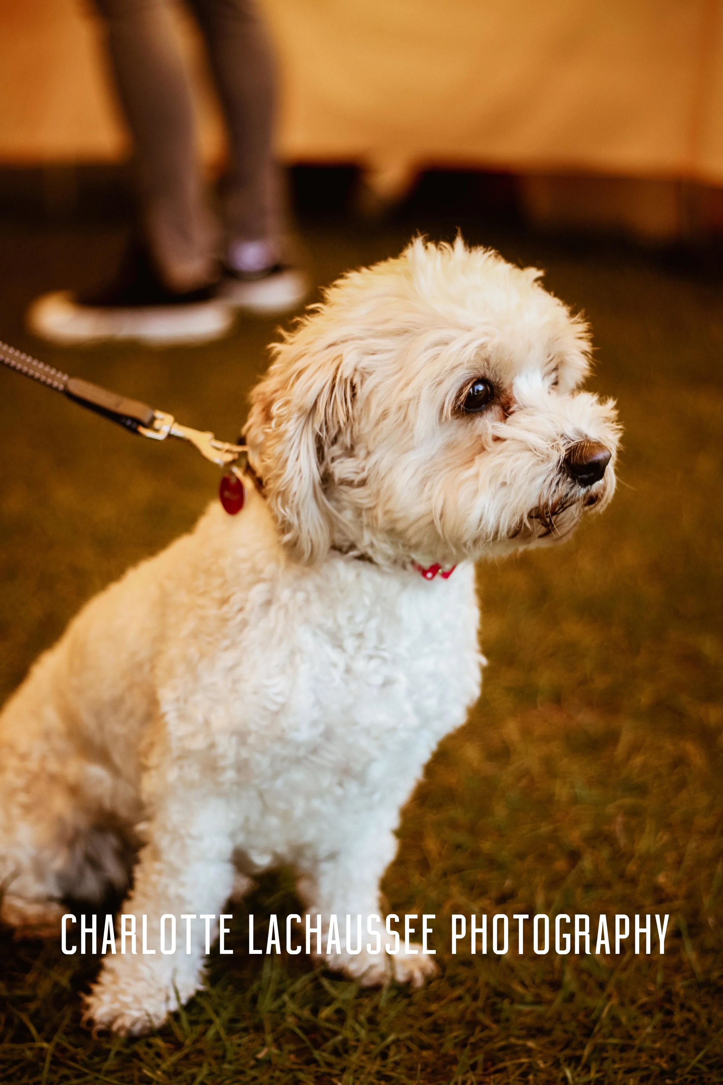THEDOGGIEDOCHARLOTTE (132 of 152).jpg