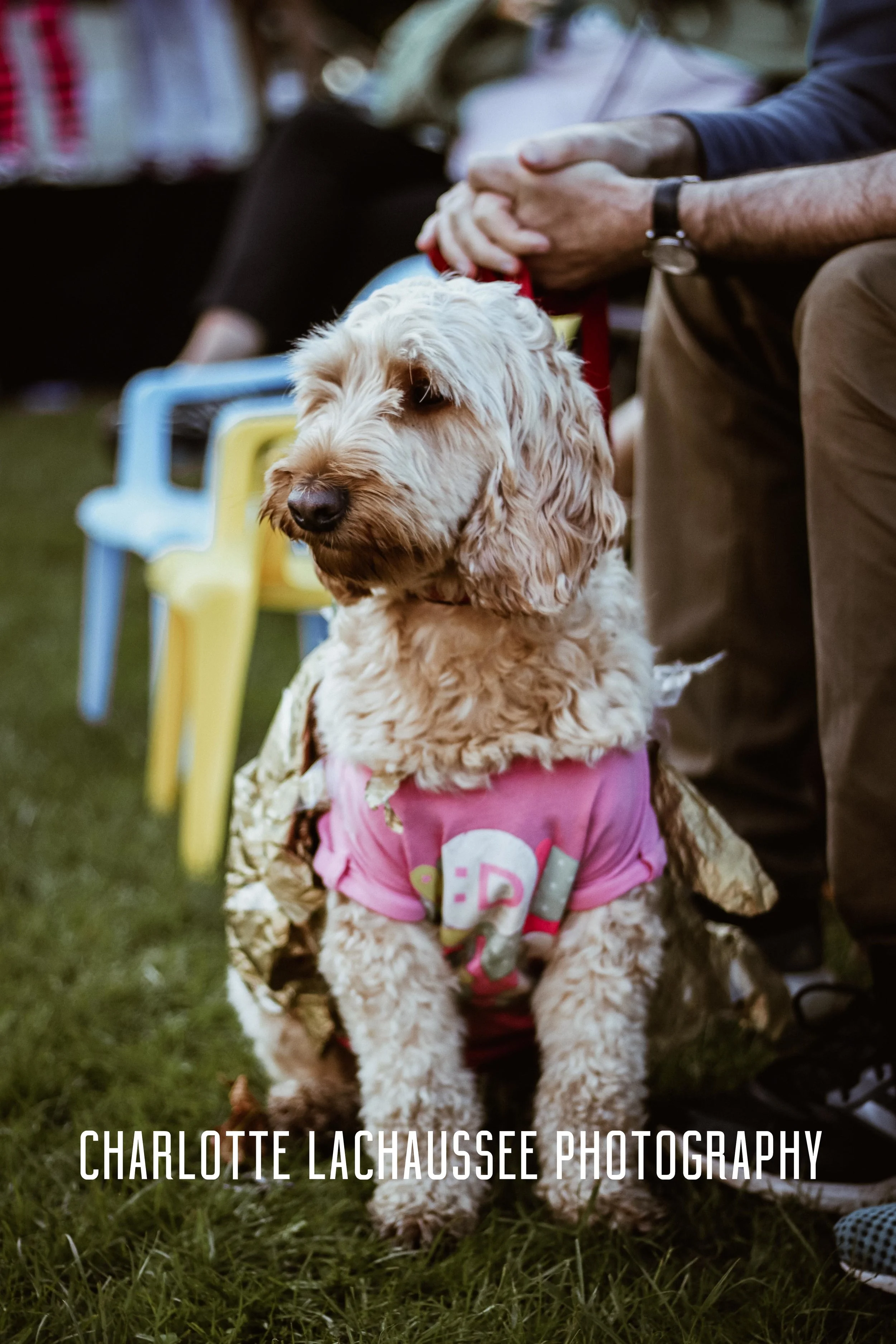 THEDOGGIEDOCHARLOTTE (142 of 152).jpg