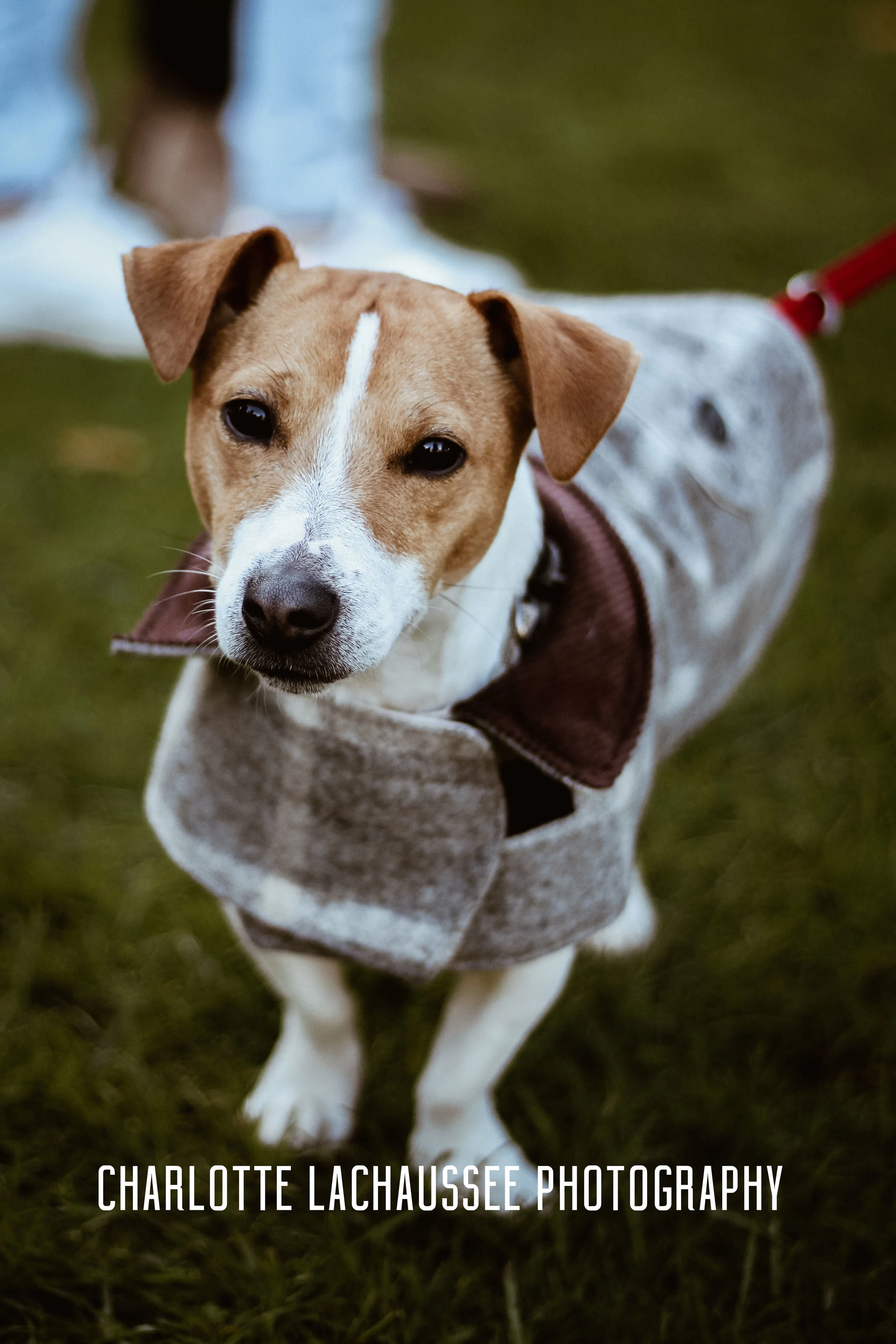 THEDOGGIEDOCHARLOTTE (145 of 152) copy.jpg