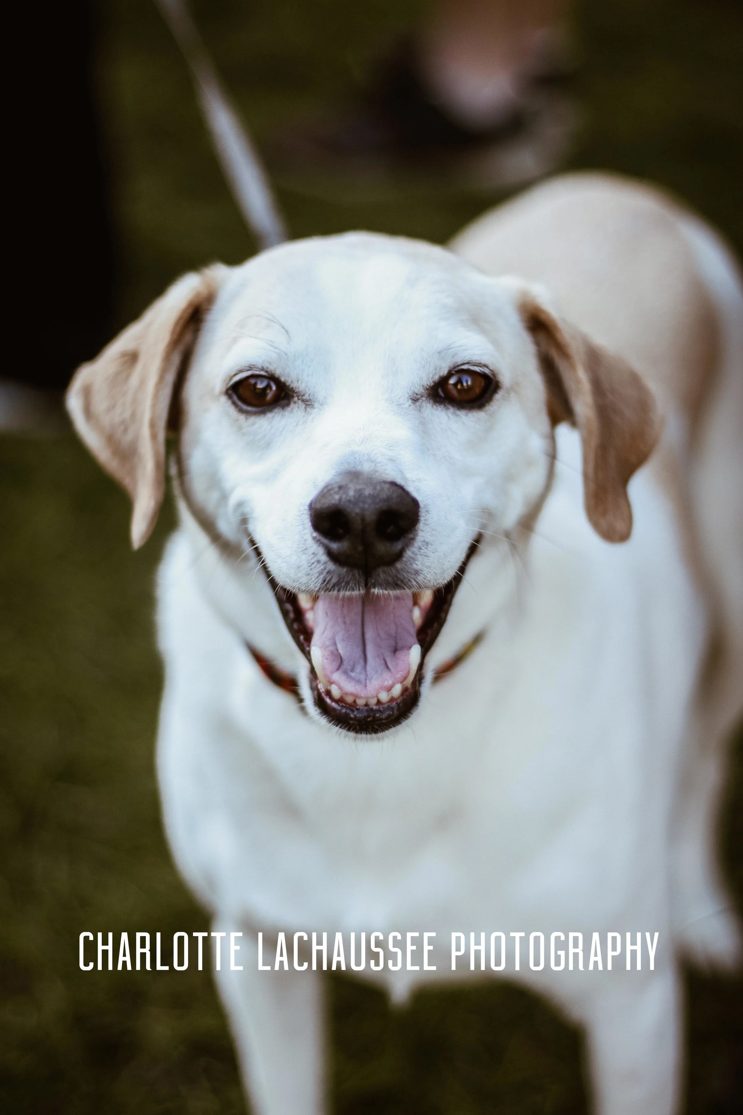 THEDOGGIEDOCHARLOTTE (147 of 152).jpg