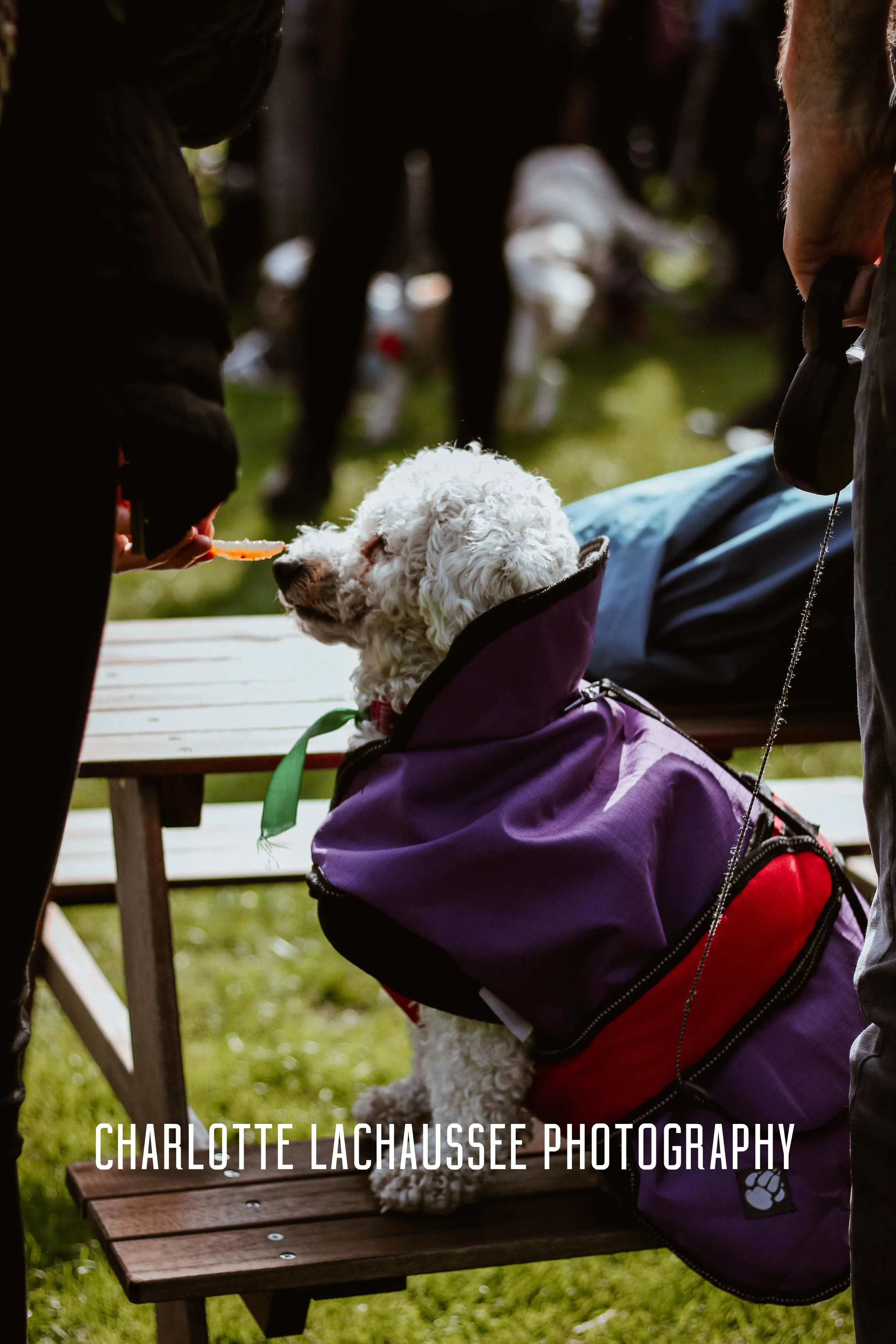 THEDOGGIEDOCHARLOTTE (102 of 152).jpg