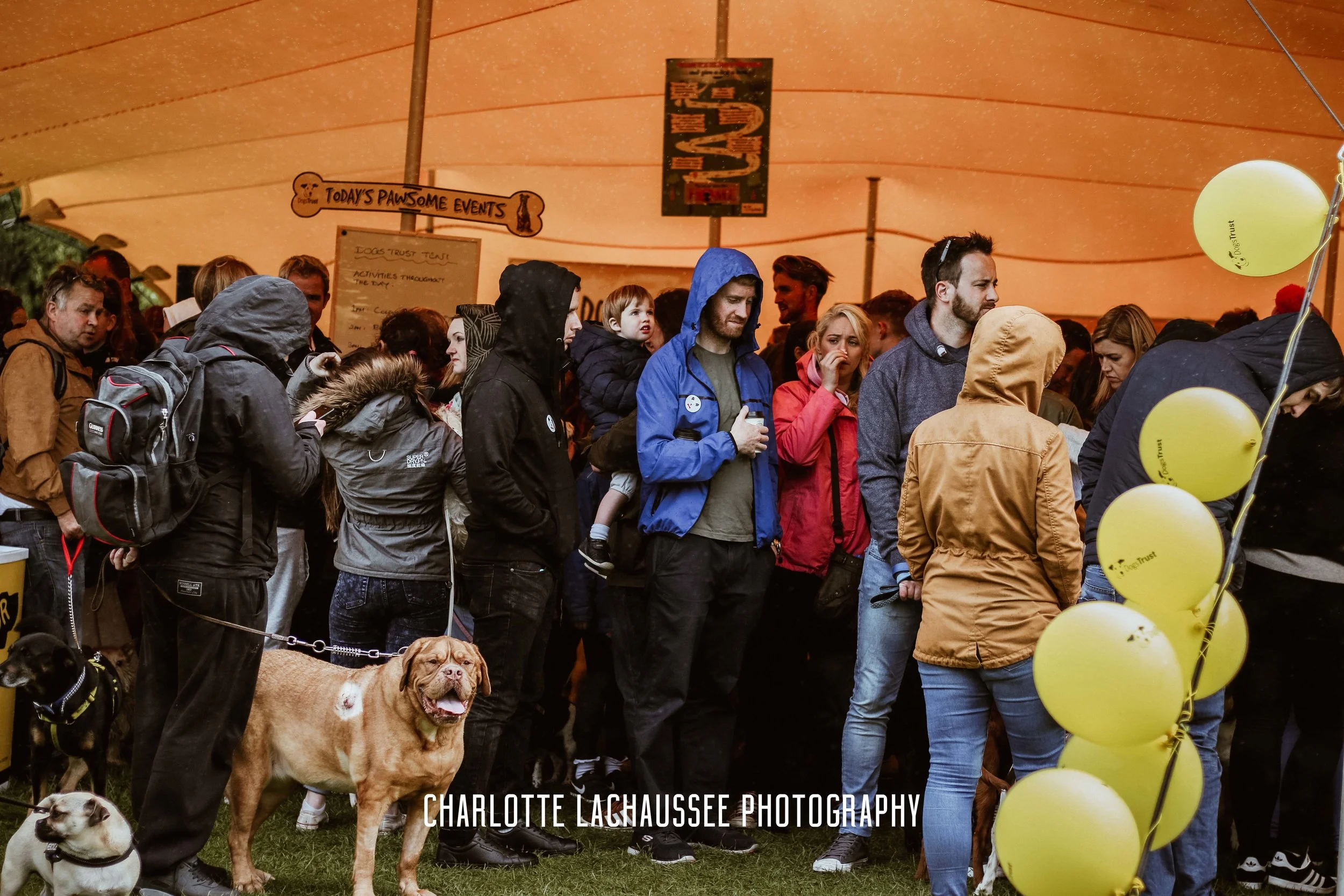 THEDOGGIEDOCHARLOTTE (111 of 152).jpg