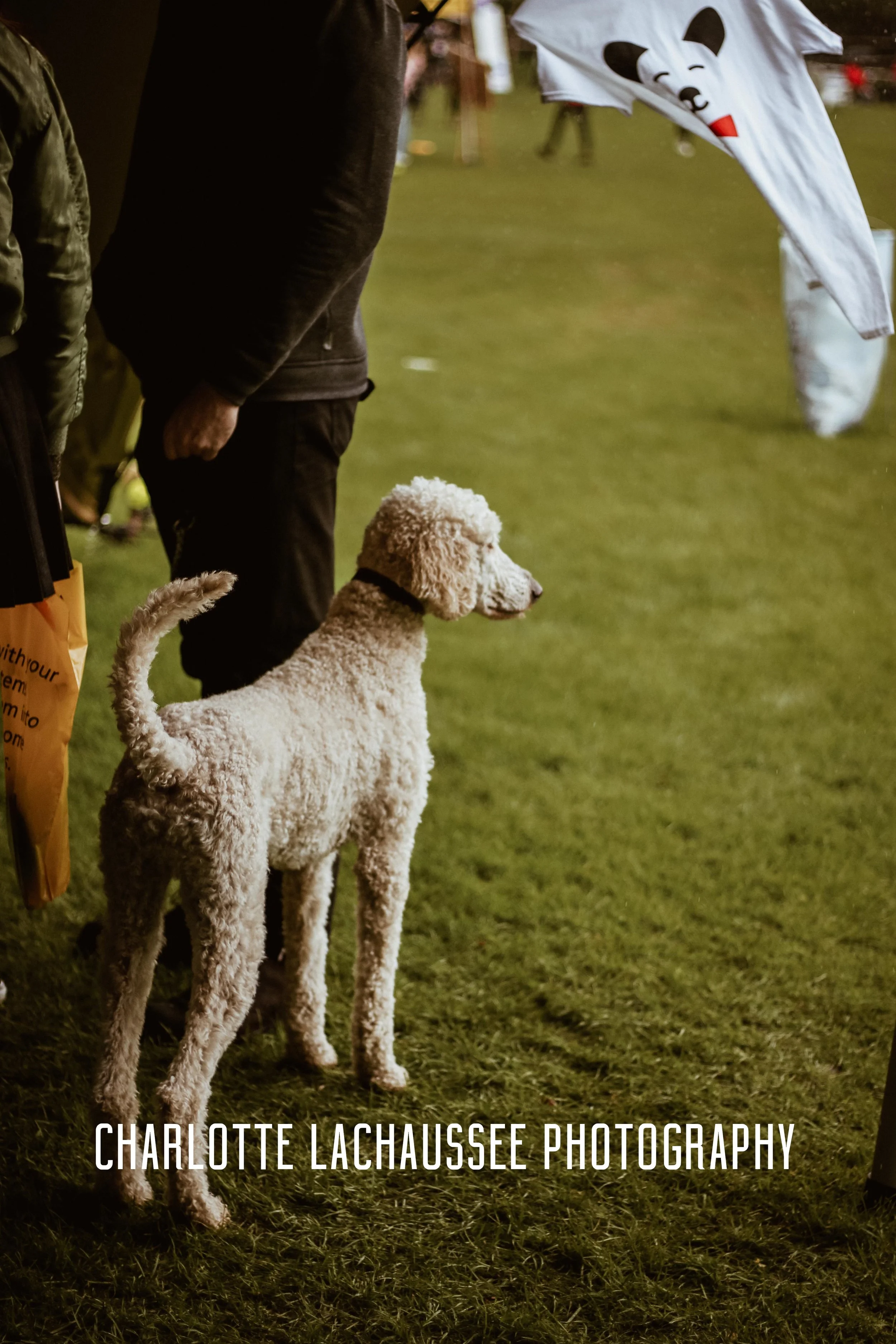 THEDOGGIEDOCHARLOTTE (129 of 152).jpg