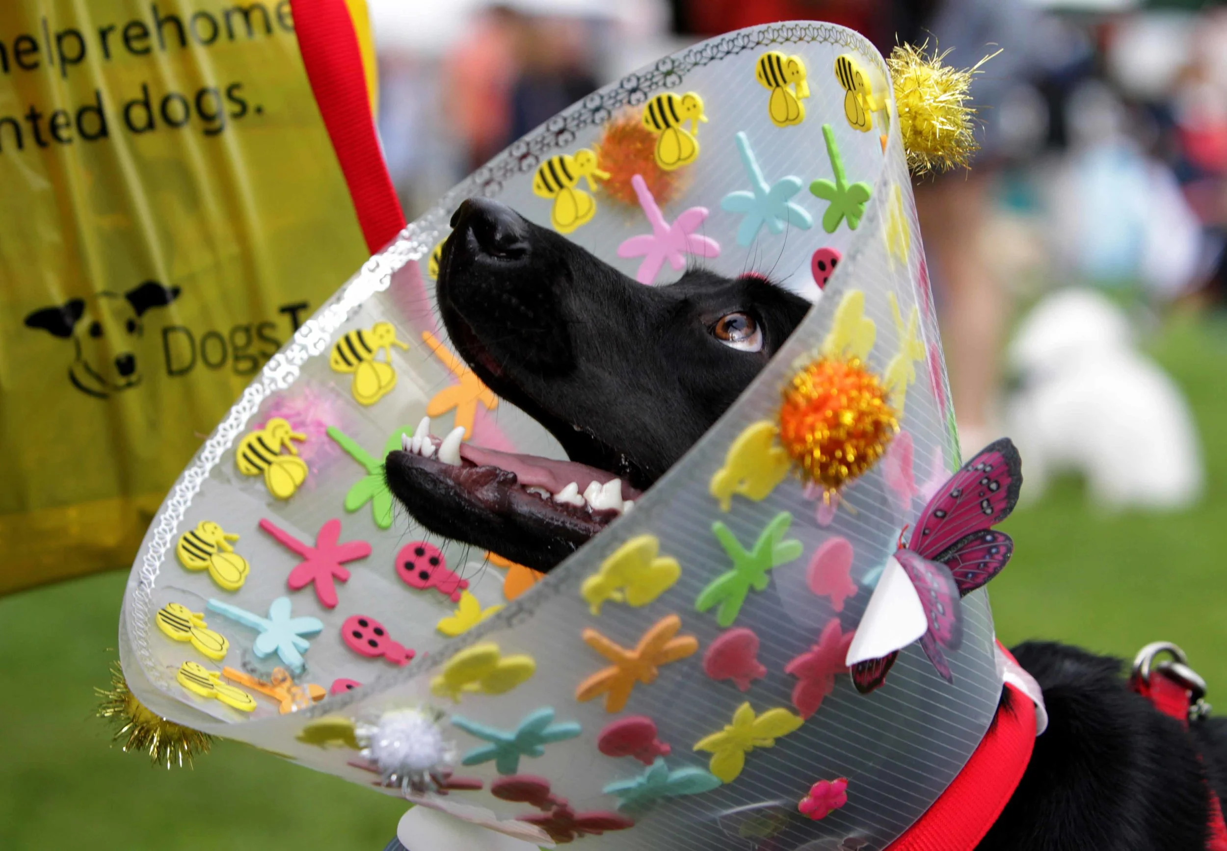 NO FEE 2 Doggie Do fest.jpg