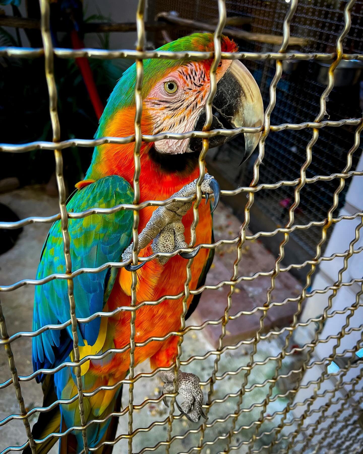 Captive and sassy 🦜