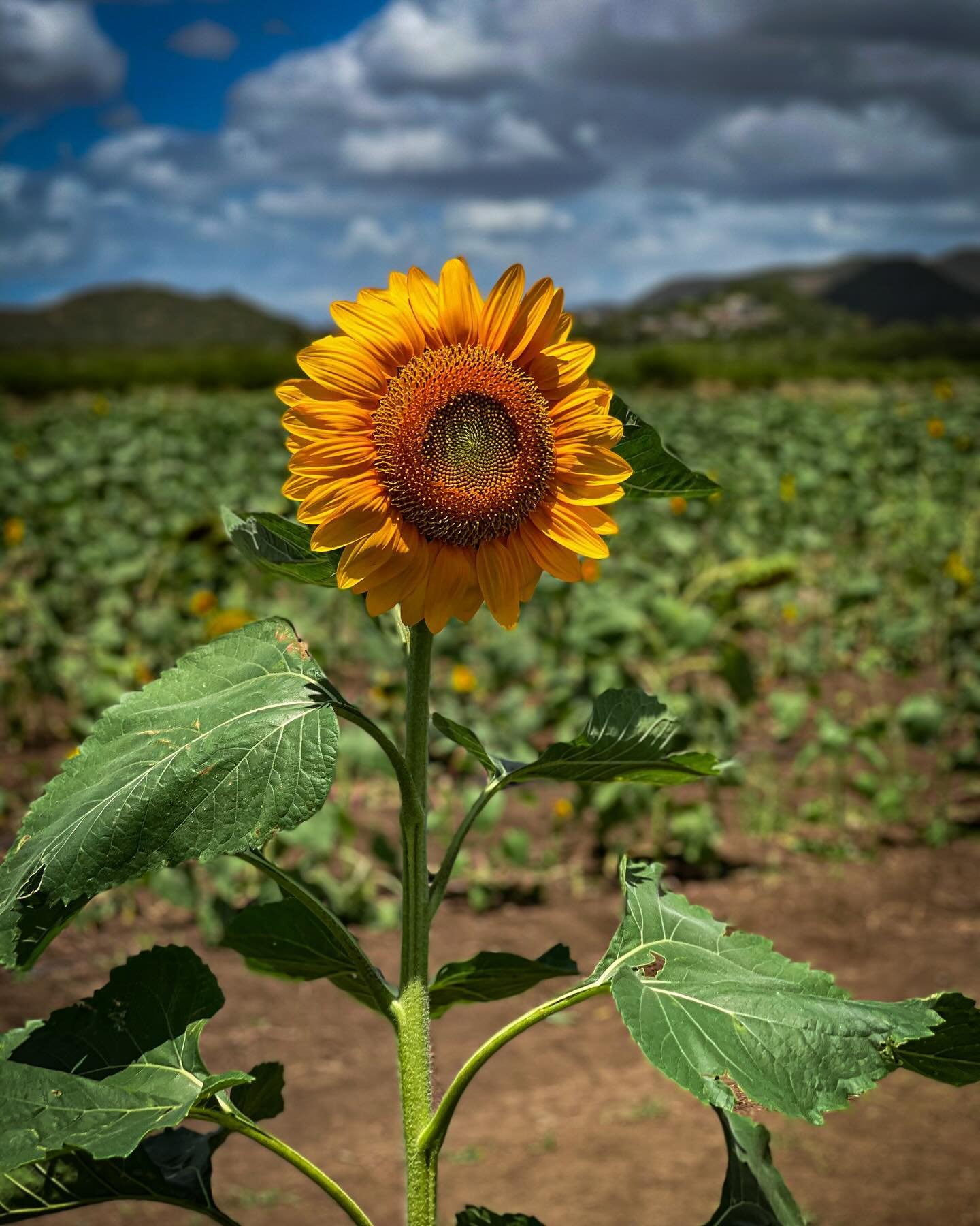 🌻