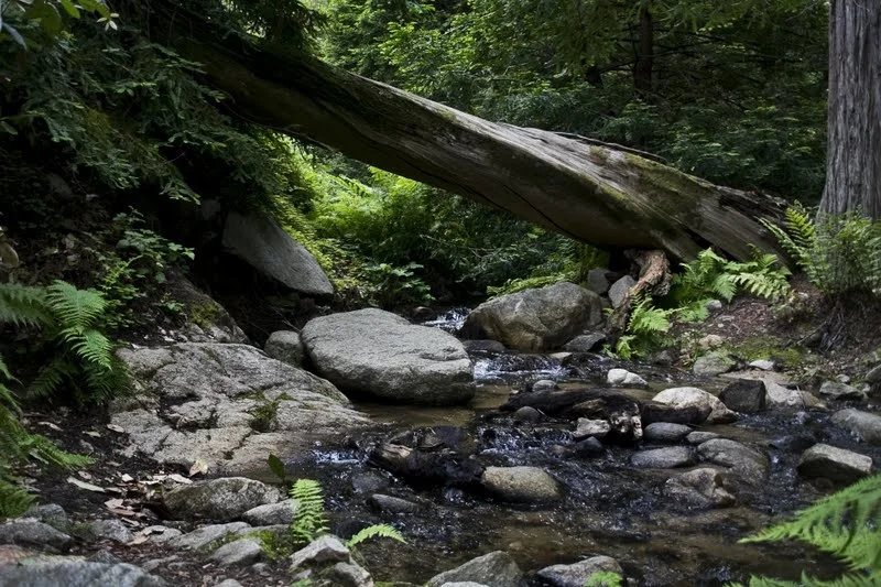 My dream, as it is, is to magically escape to Big Sur right now for a month-long vision quest. But I guess for now the Big Sur of my mind will have to do. I wanted to post more, do 5 things more, but life has gotten in the way and I have to pay attention. So I’m listening.