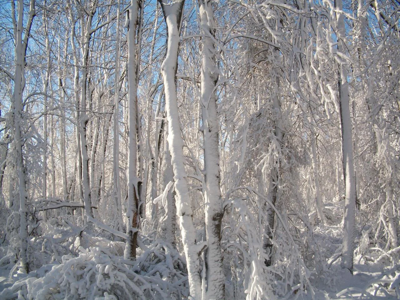 There’s a certain dreariness to a winter without snow. There’s no blanket of white, no promise of renewal, no beauty blotting out the stark trees and opalescent skies. There’s also no snowshoeing. I’d really like some snow upstate, though. It would kind of kickstart away the winter blahs.
