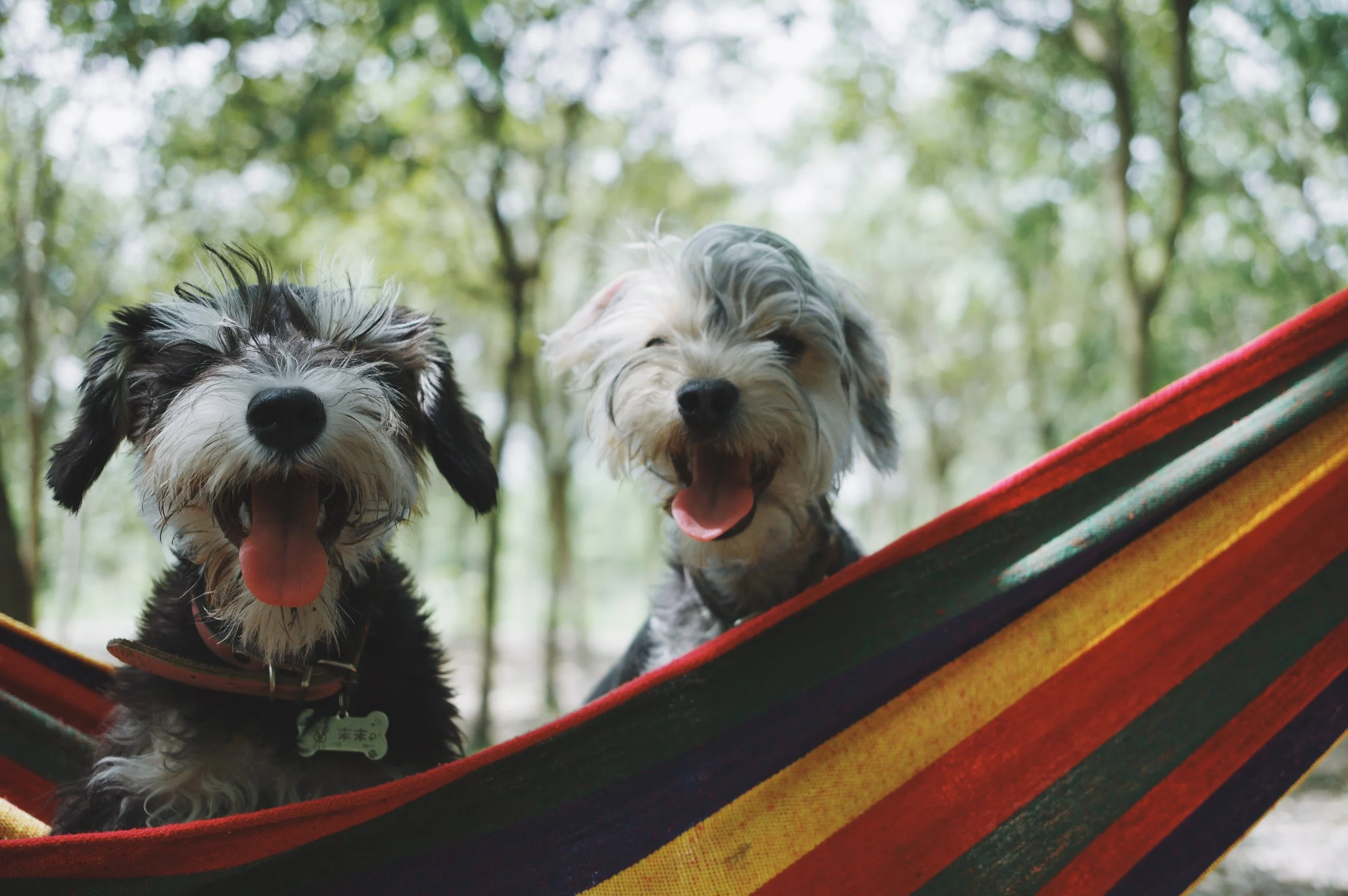 Is how you see yourself and your relationships with others accurate? Radical Self-Acceptance is loving yourself the way your pet does: with an open heart and unconditionally. 