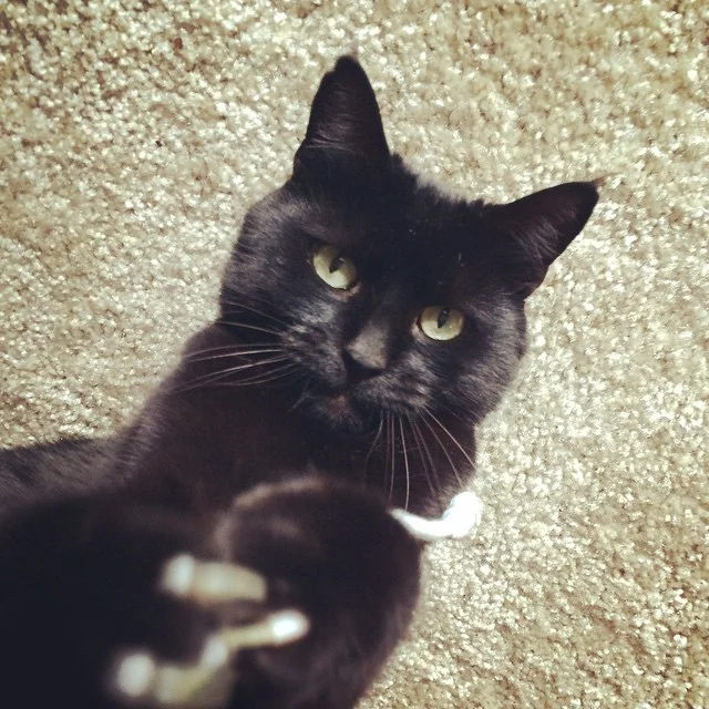 Cat 5
