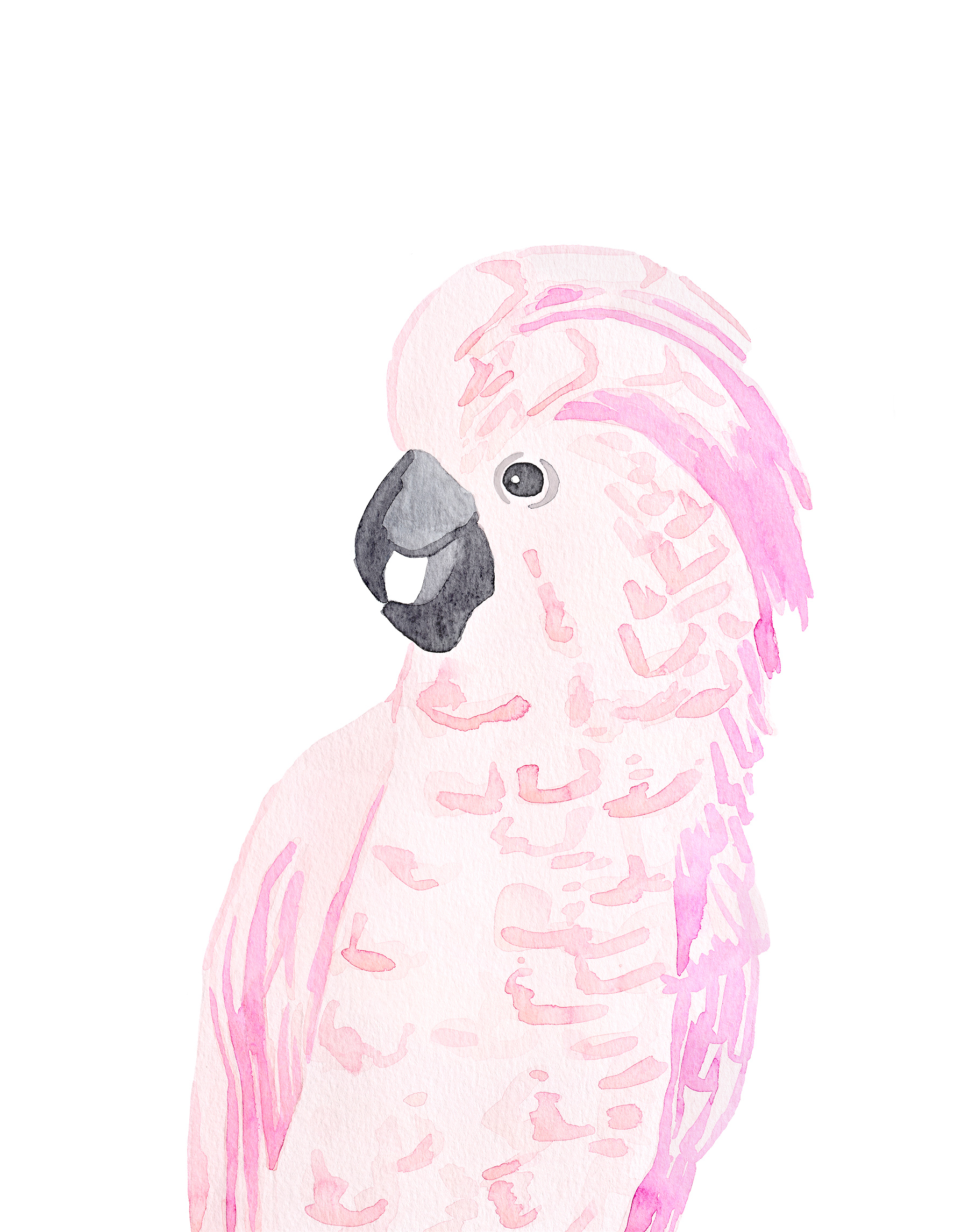 Cockatoo - small.jpg