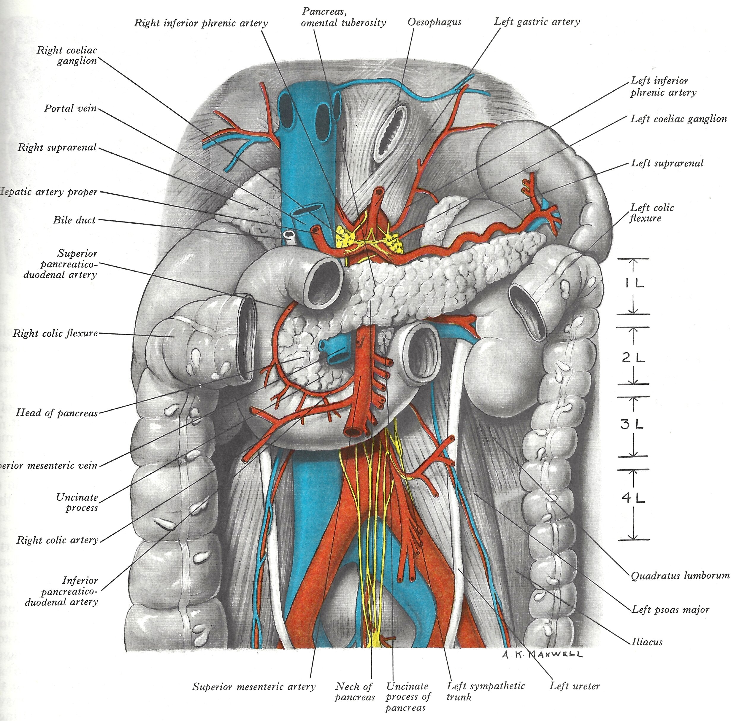 A dissection to show the duodenum and pancreas..jpg