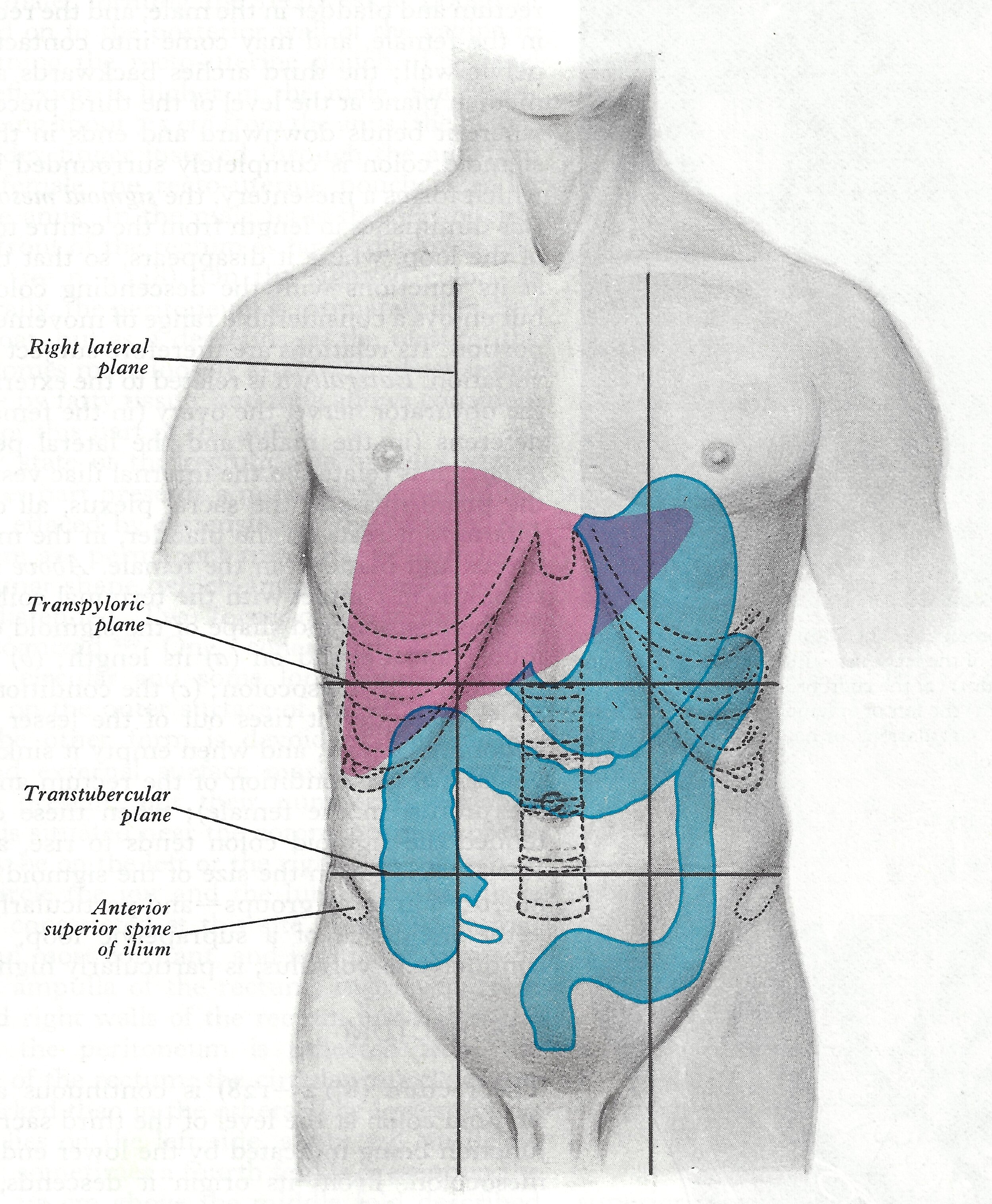 Surface projection of the stomach, liver and colon..jpg