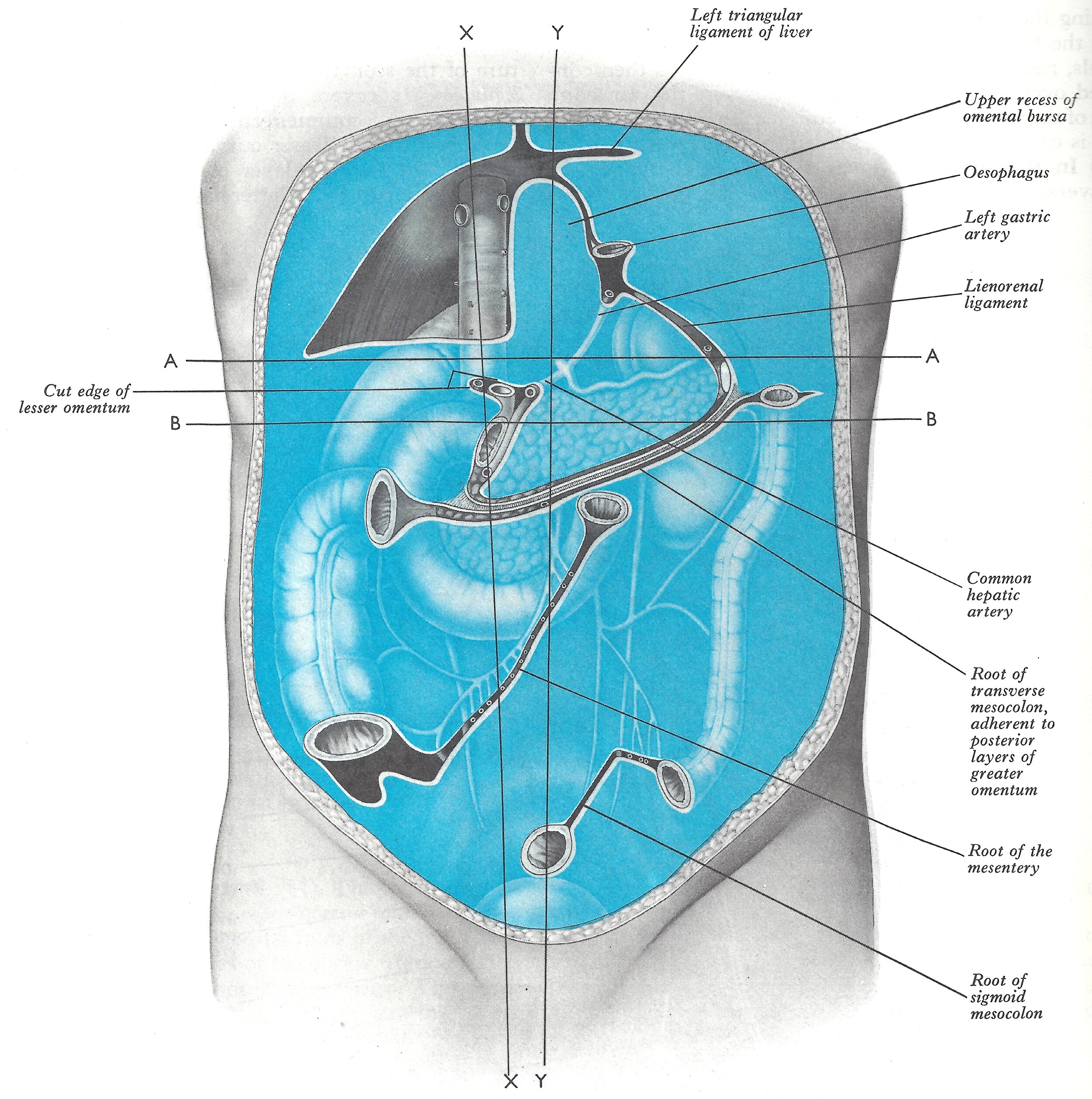 The posterior abdominal wall, showing the lines of peritoneal reflexion..jpg