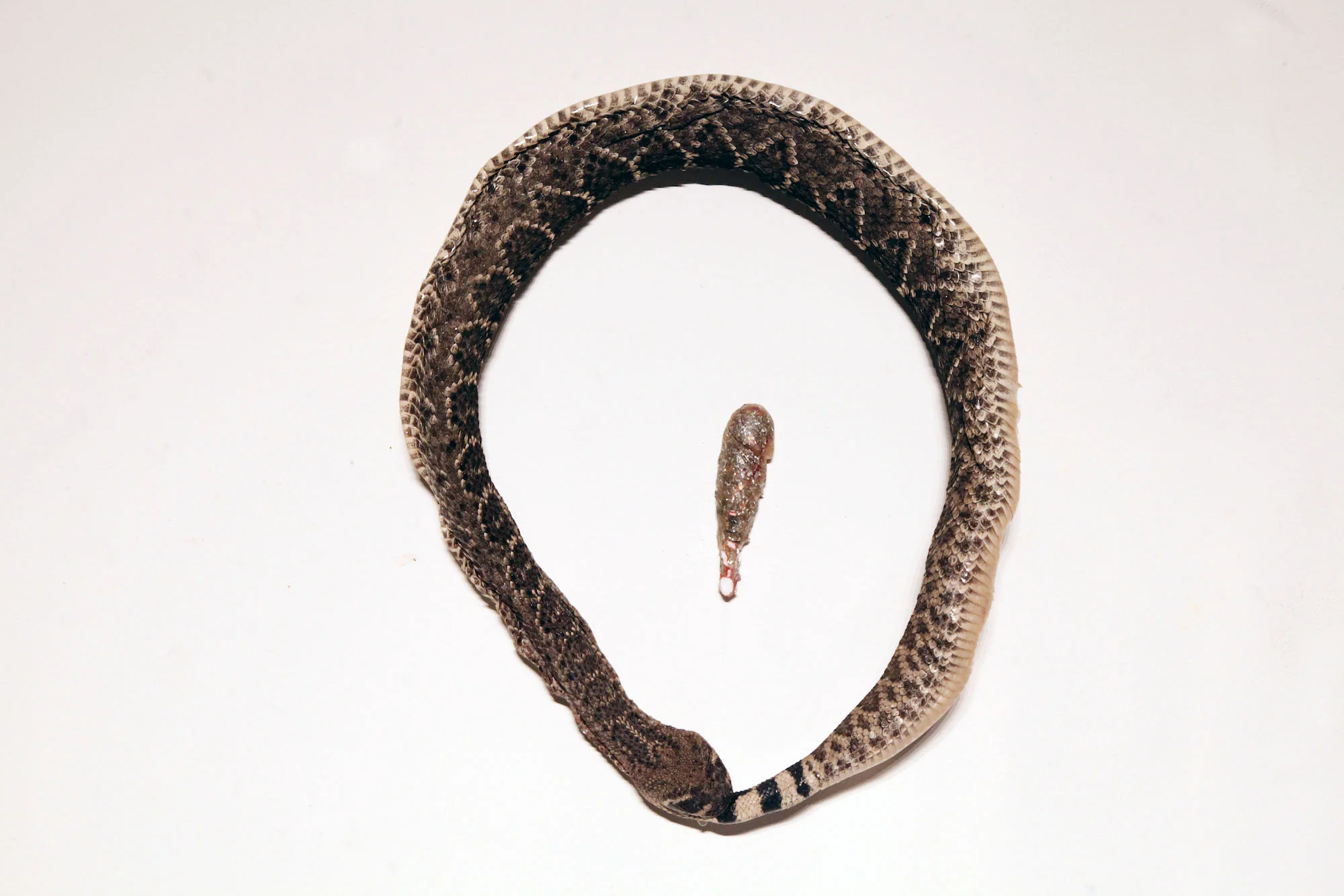 ElecktraOuroboros.jpg