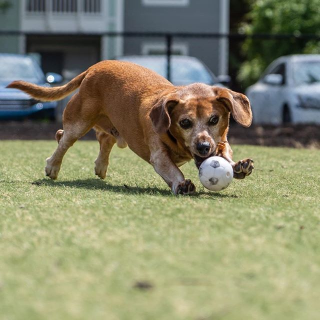 Keep your eye on the ⚽! Zeke has exciting news coming soon.

#dachshund #dachsundsofinstagram #chiweenie #a7iii #sonyalpha #sonyalpha7iii