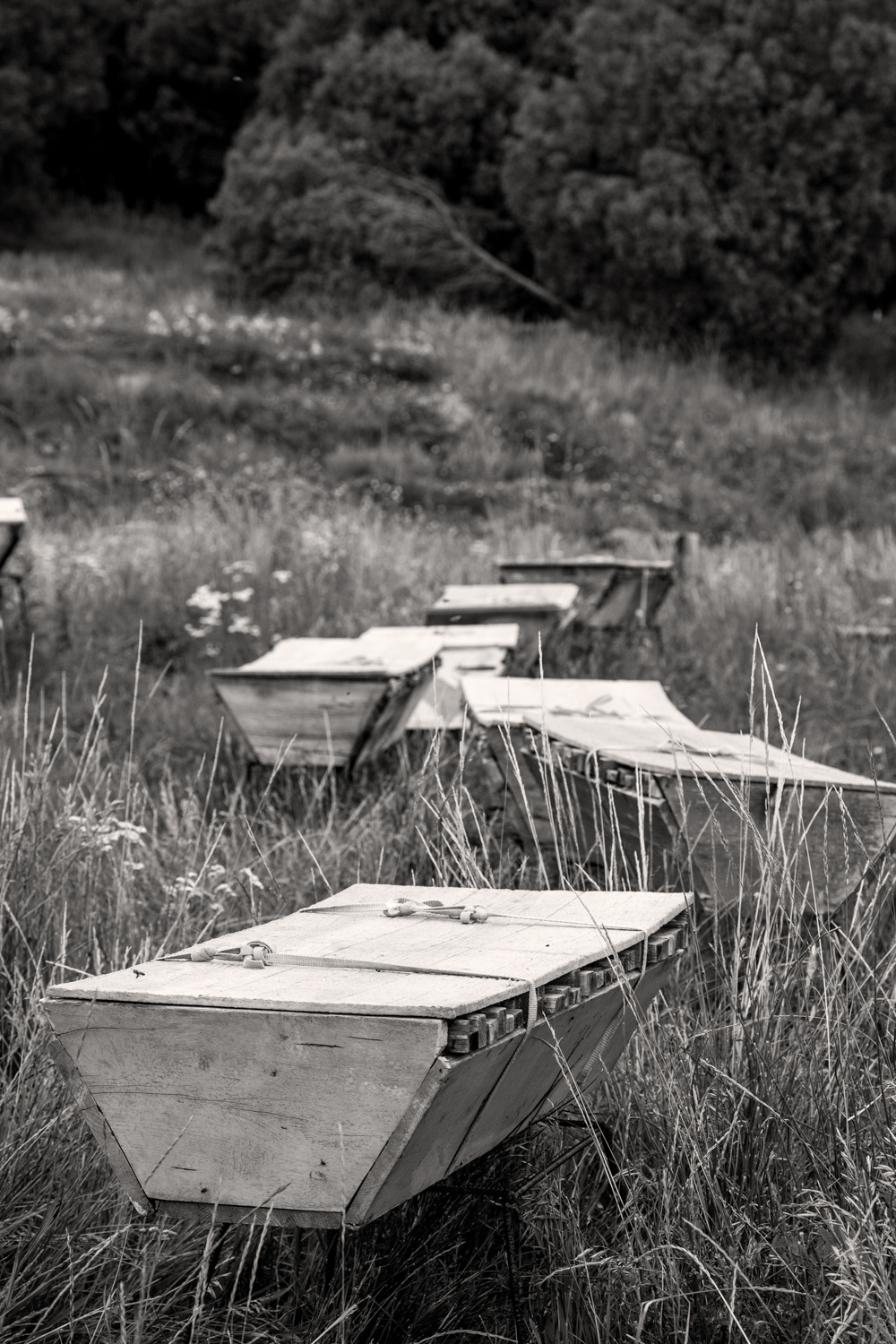 BeeHives-52.jpg