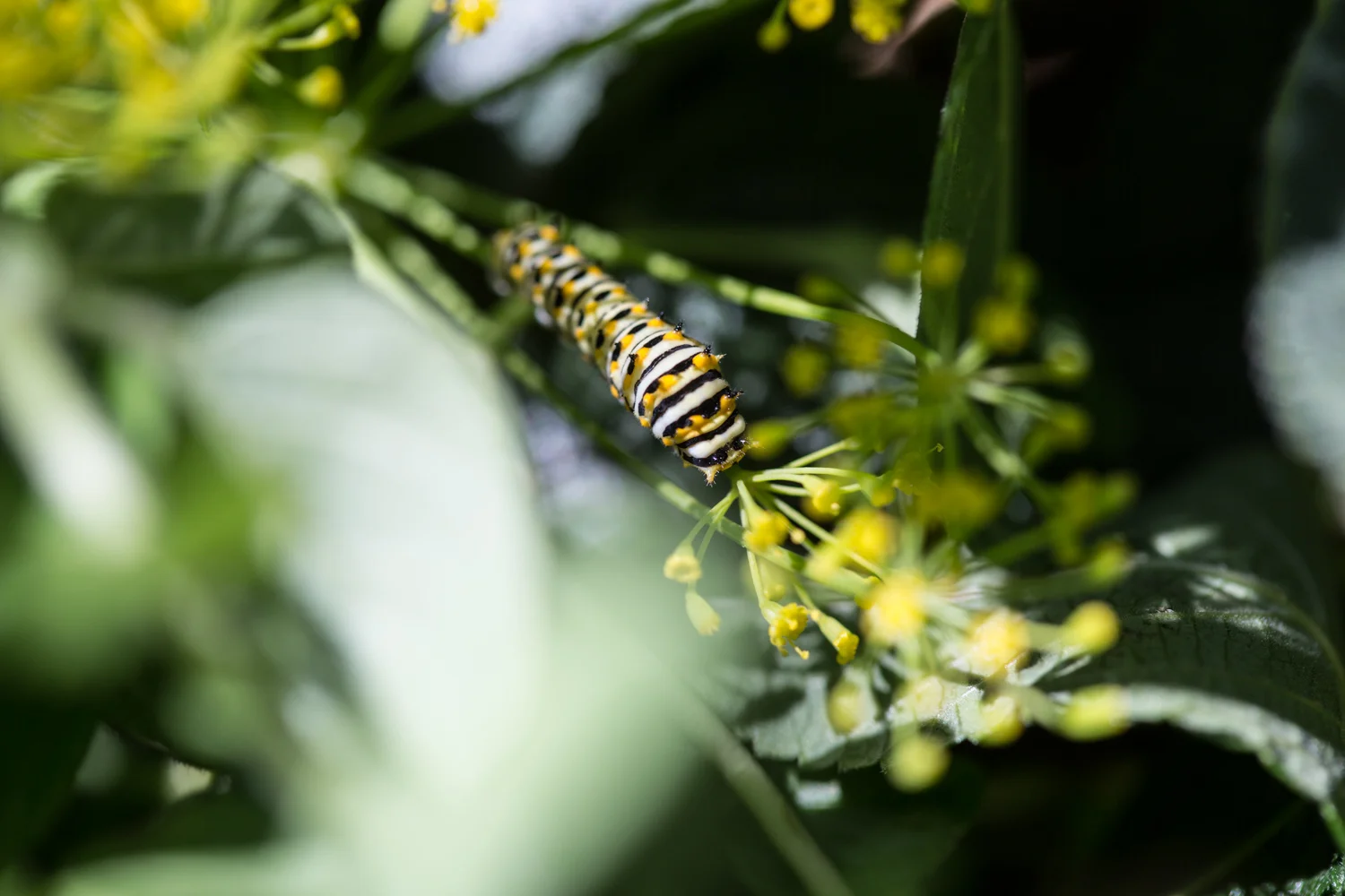 catapiller_S2A9338.jpg