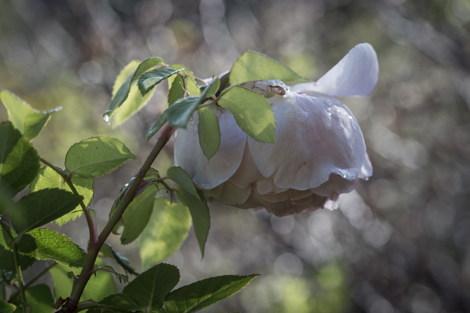 SeptFlower2015-9394.jpg