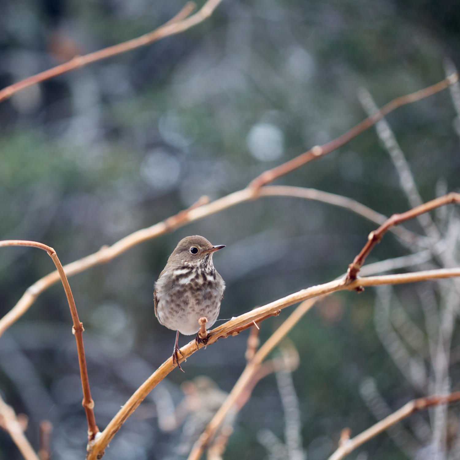 hermitthrush_S2A0272.jpg