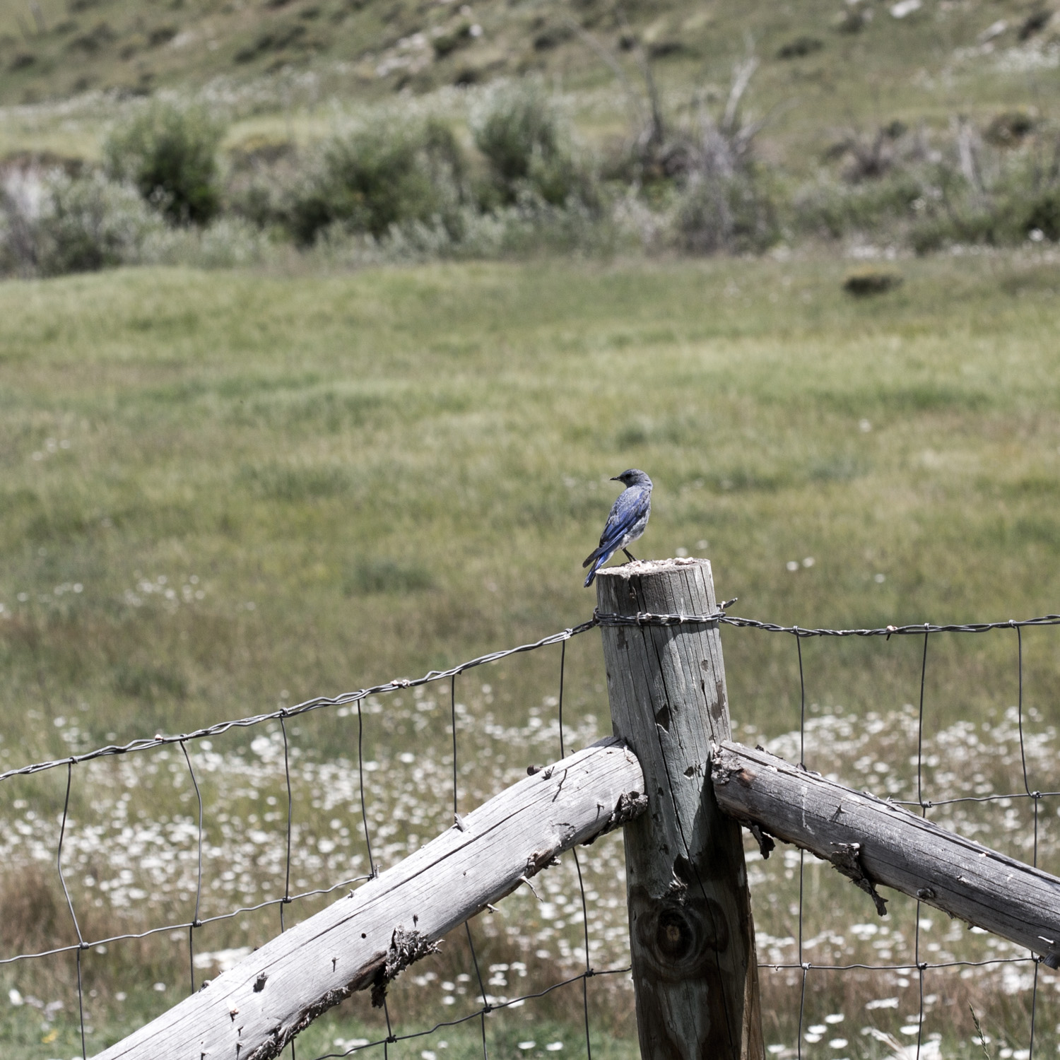 mountainbluebird-9052.jpg