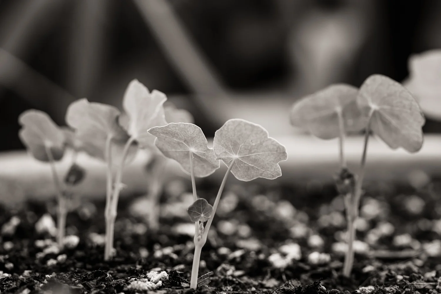 Baby nasturtiums, from the Gardenscapes portfolio