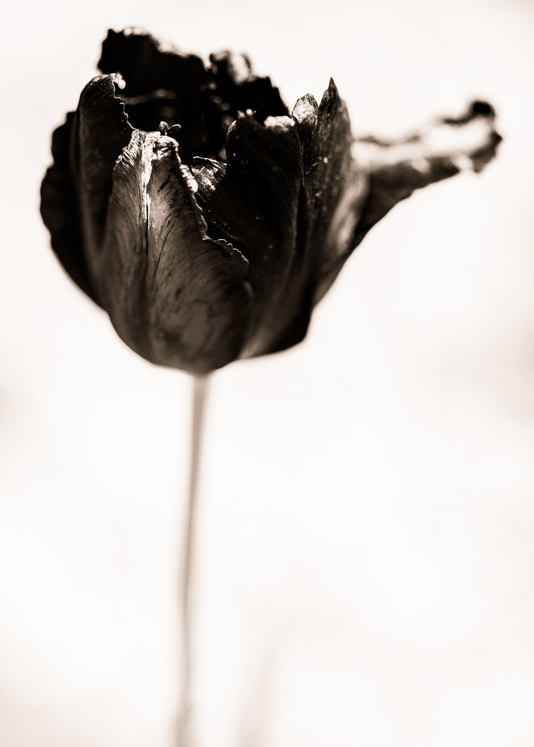 Black Parrot Tulip