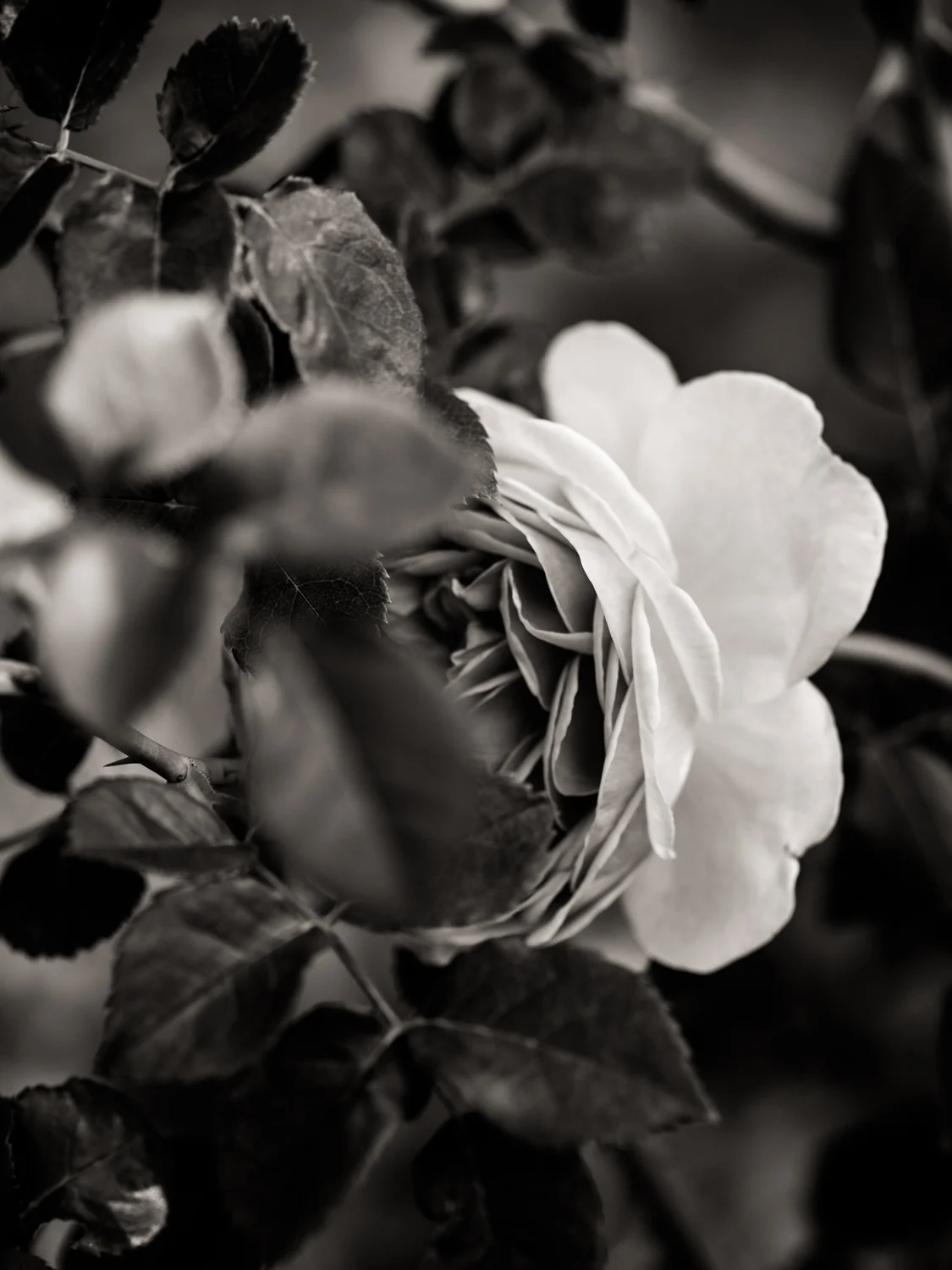 Peekaboo Rose