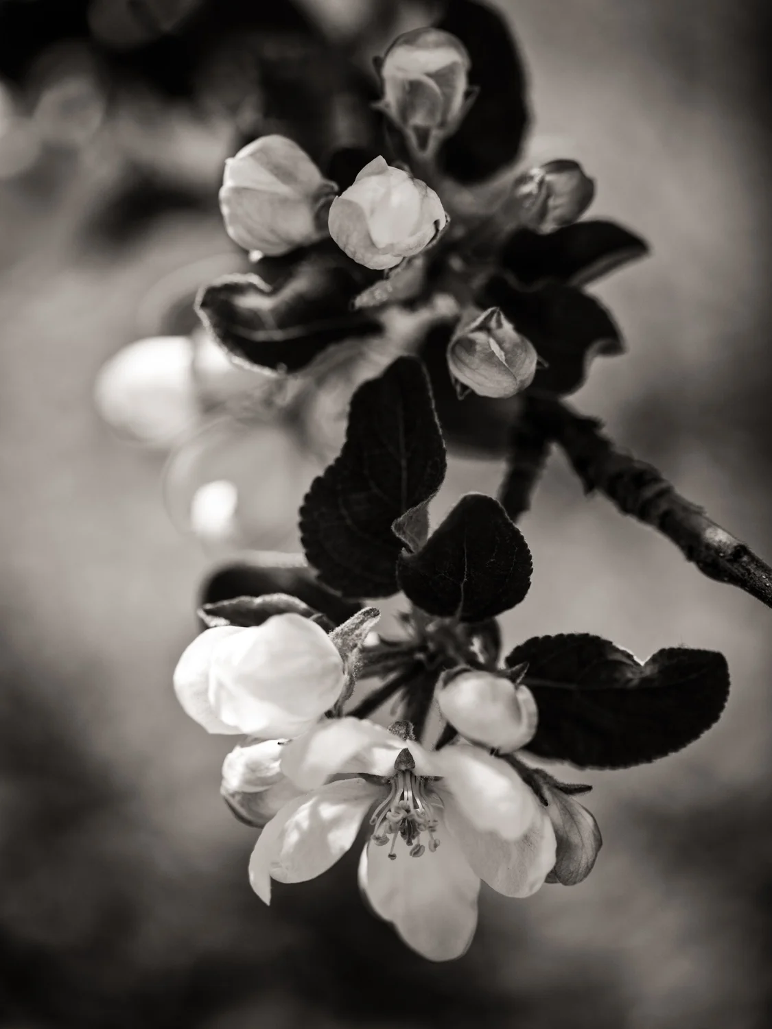 Apple Blossoms