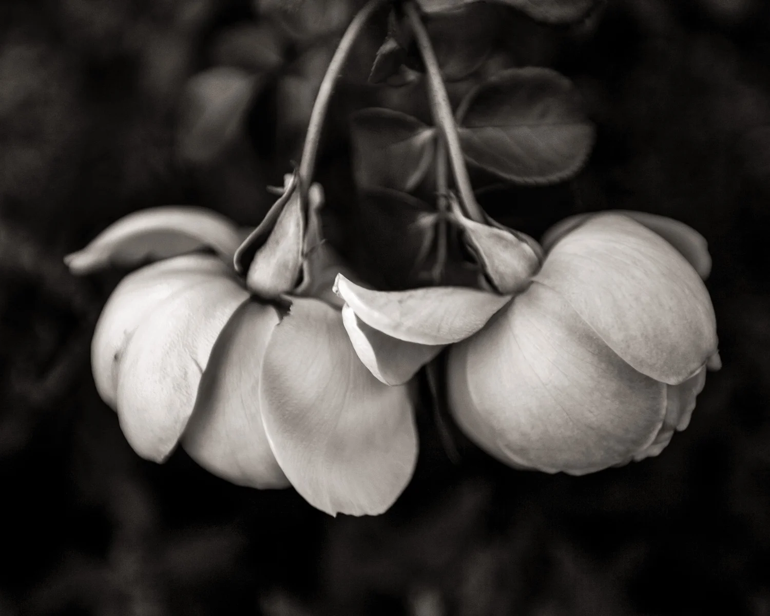 Vintage Flowers II