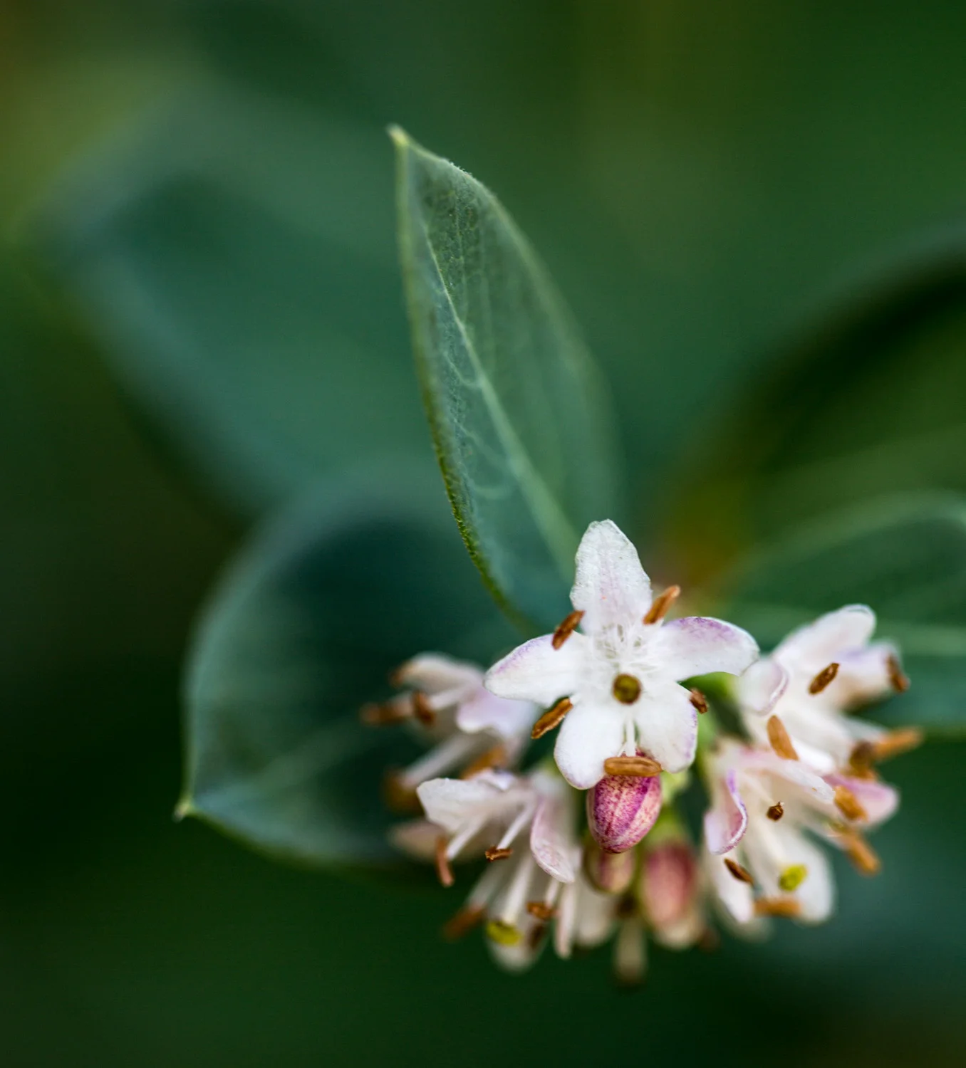 Spring Blossom